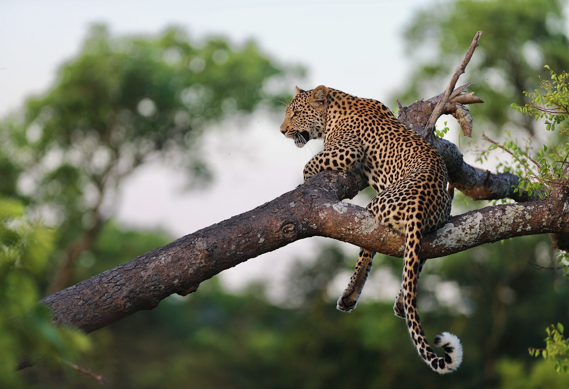Luipaard in Kabini nationaal park