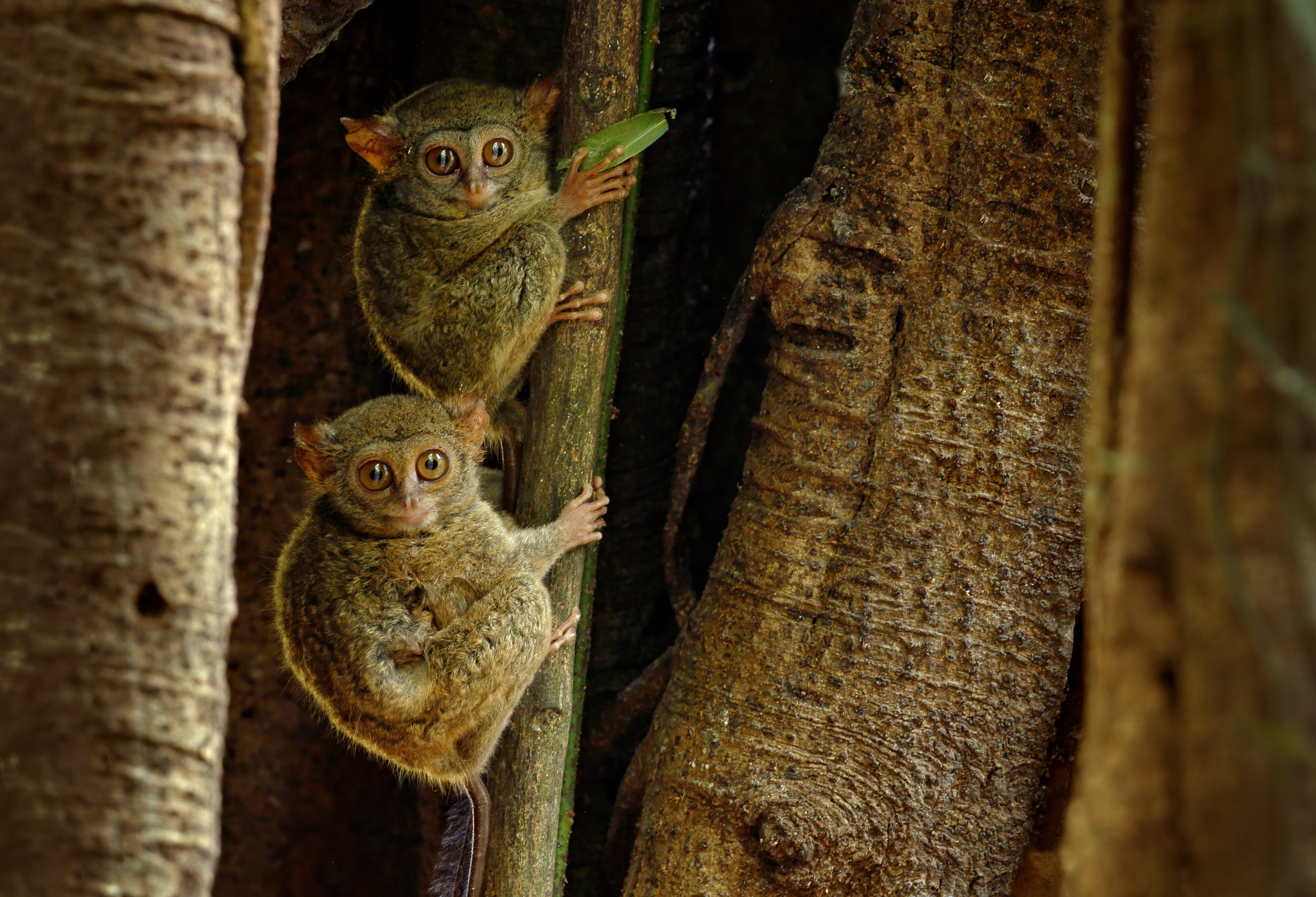 Tarsier of spookdiertje op het eiland Belitung nabij Sumatra in Indonesie