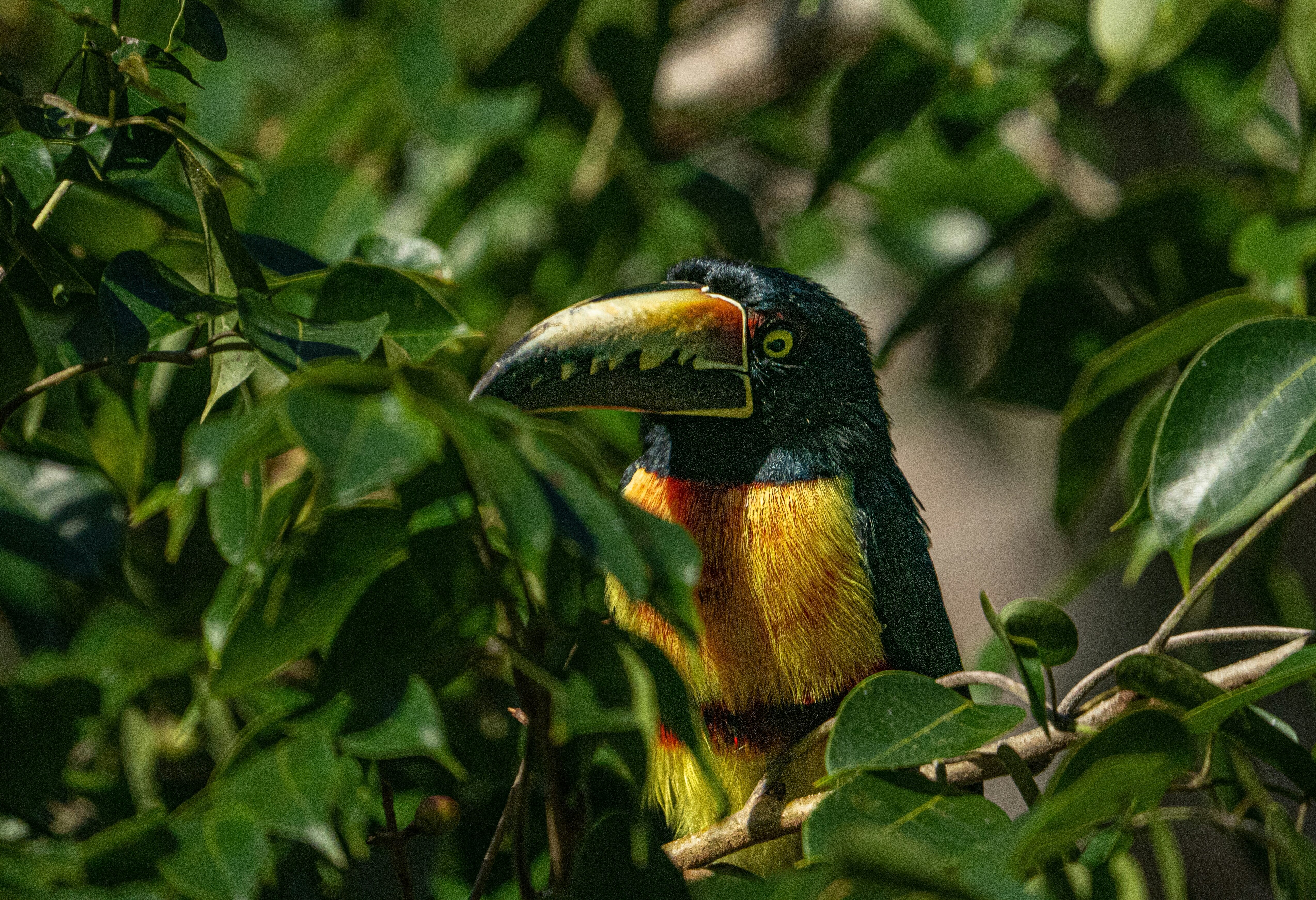 Vogel in de jungle van Tikal