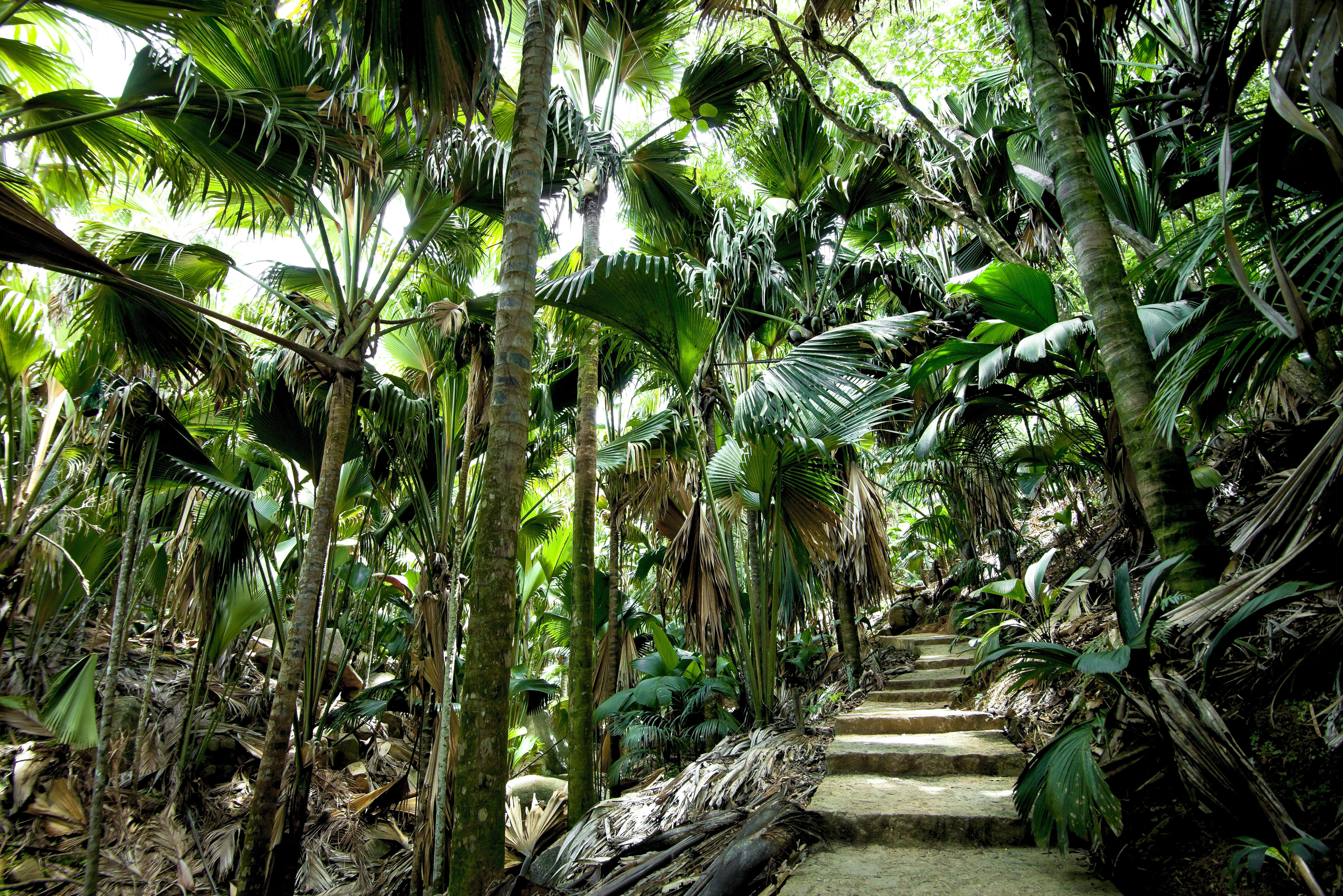 Vallee de Mai op Praslin