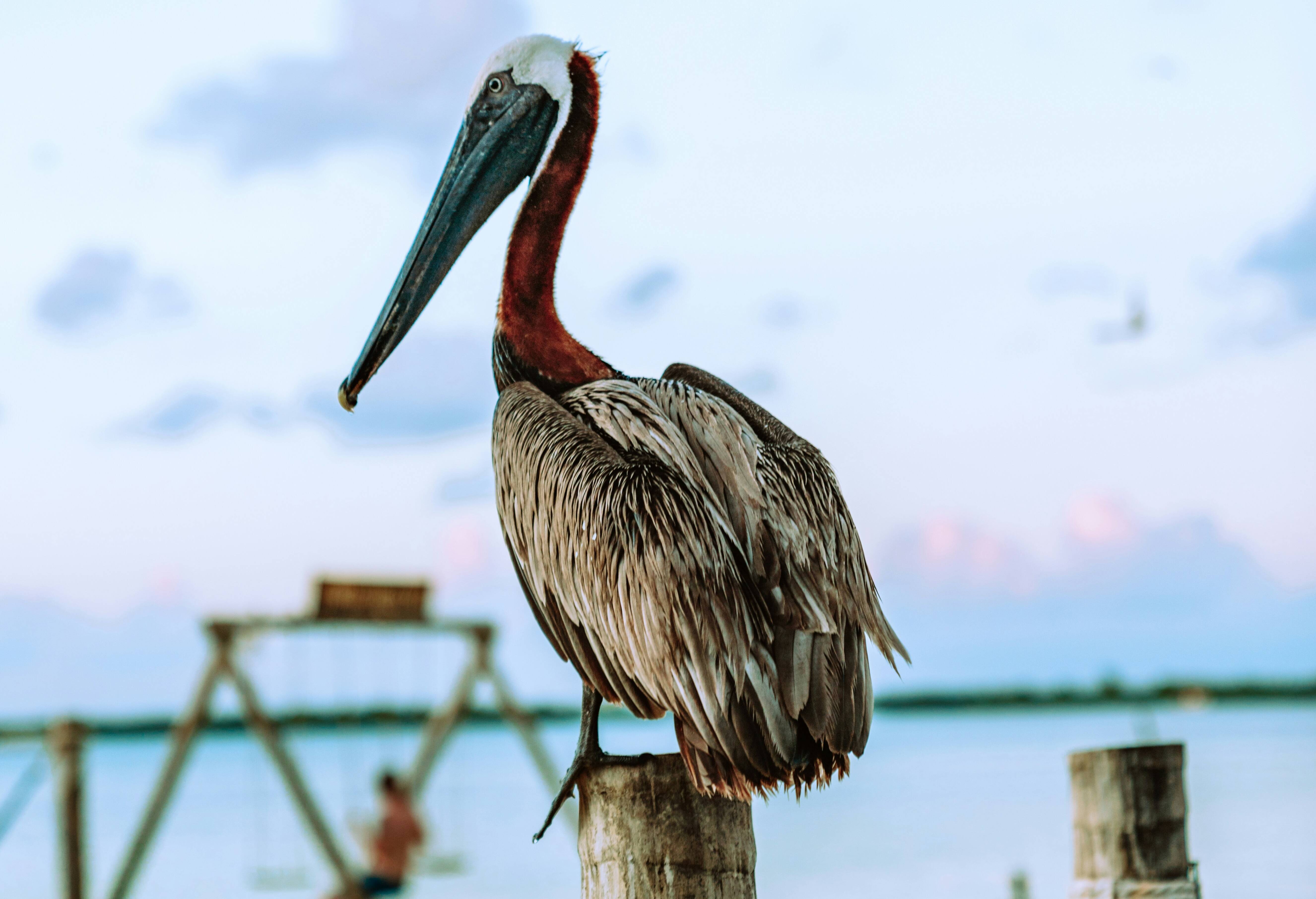 Pelikaan op Caye Caulker