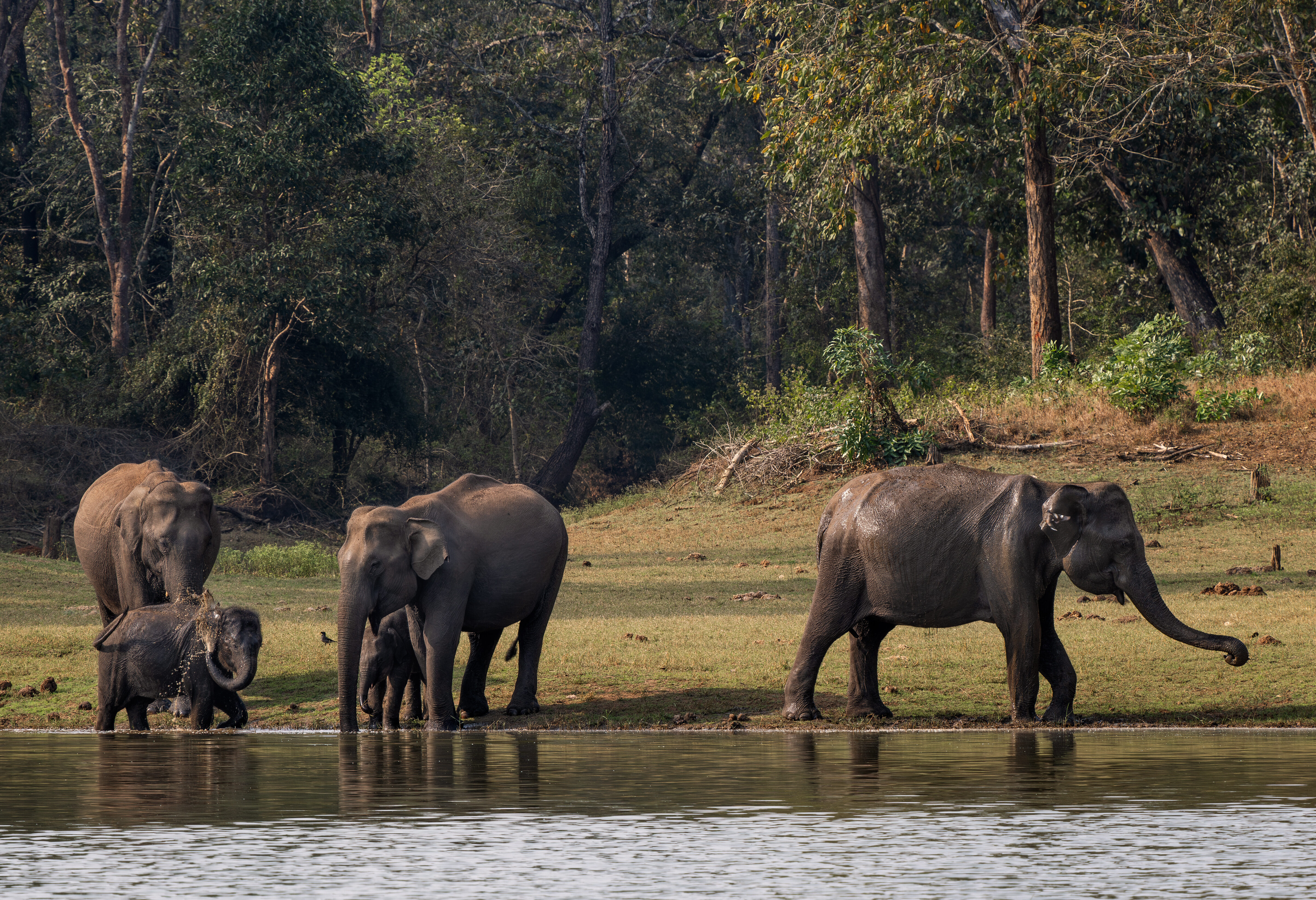 Olifanten in Nagarhole