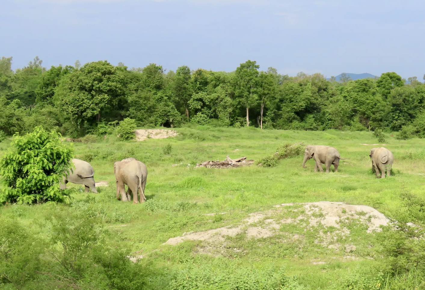 I Love Phants Thailand