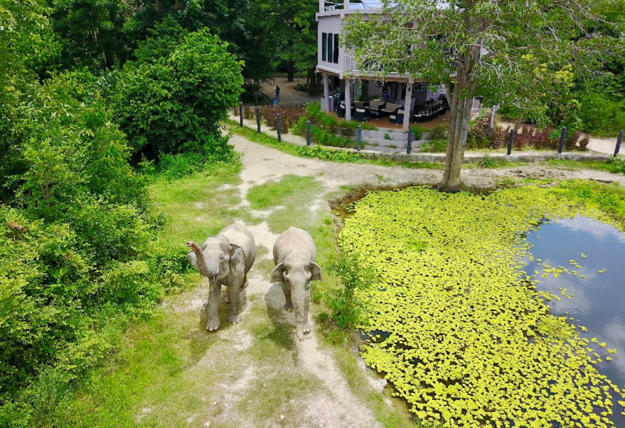 I Love Phants Lodge Thailand