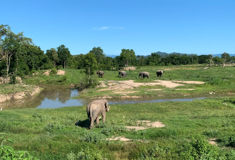 I Love Phants Lodge Thailand