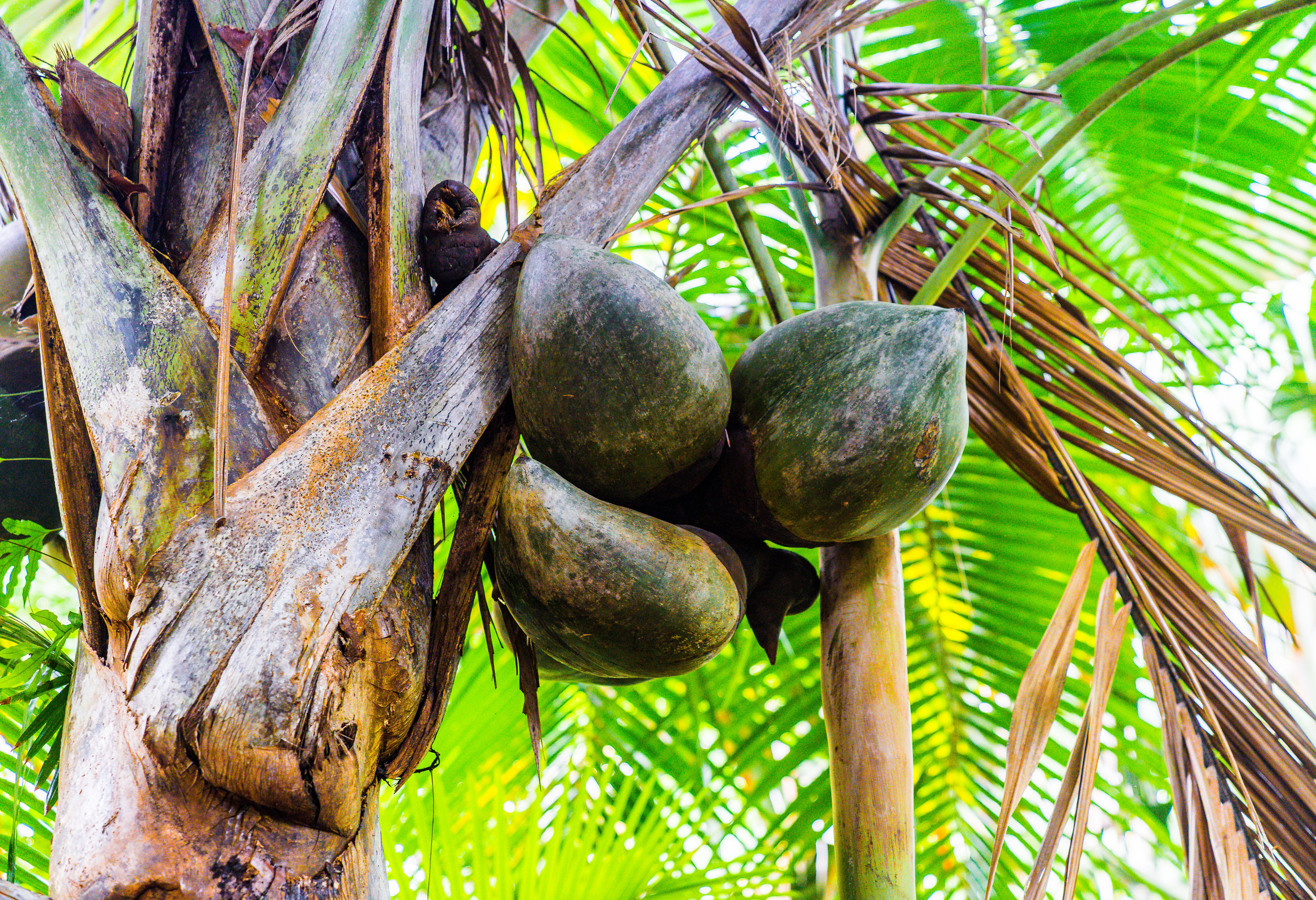 Coco de Mer Palm in Vallee de Mai