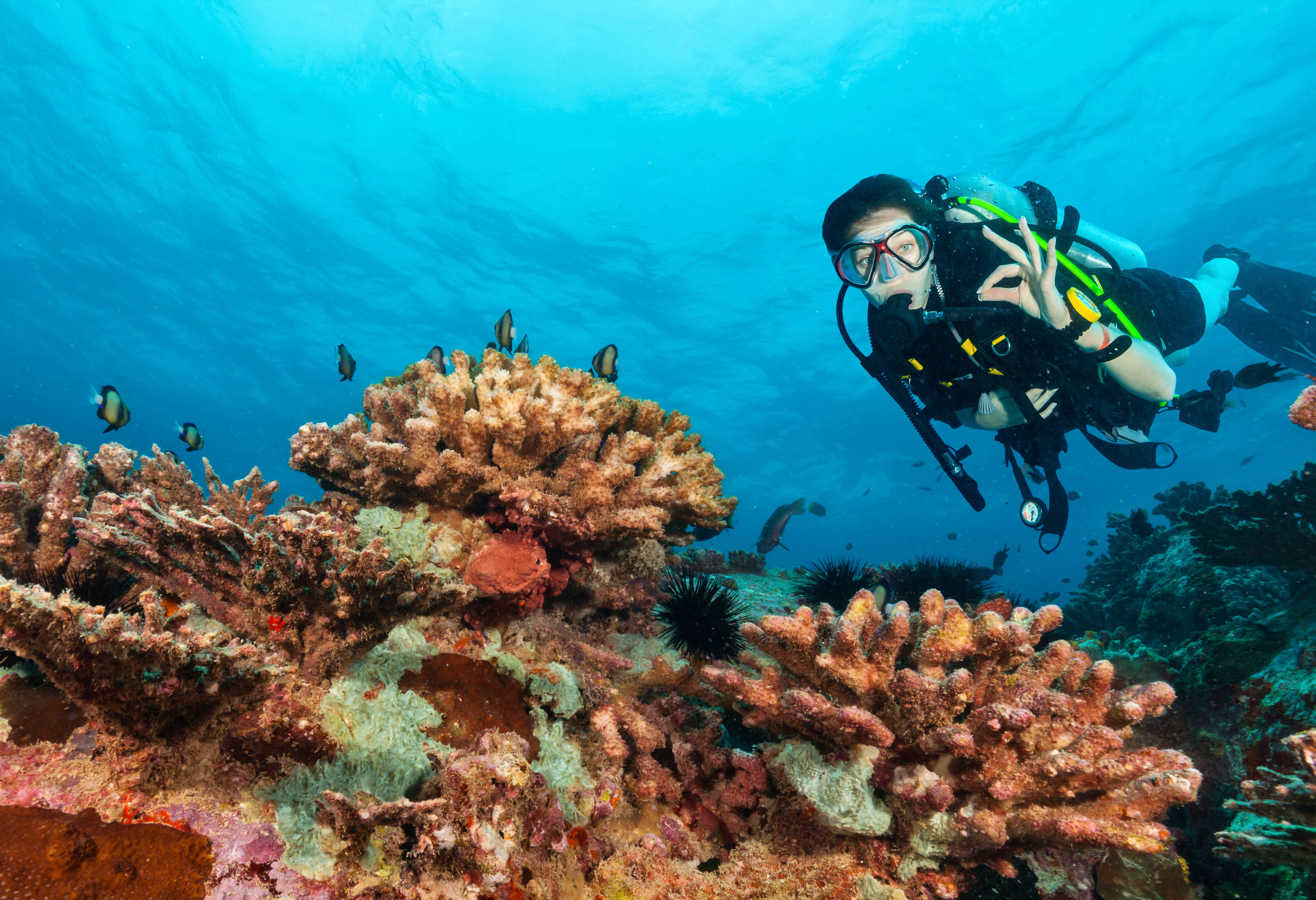 Duiken in de Seychellen