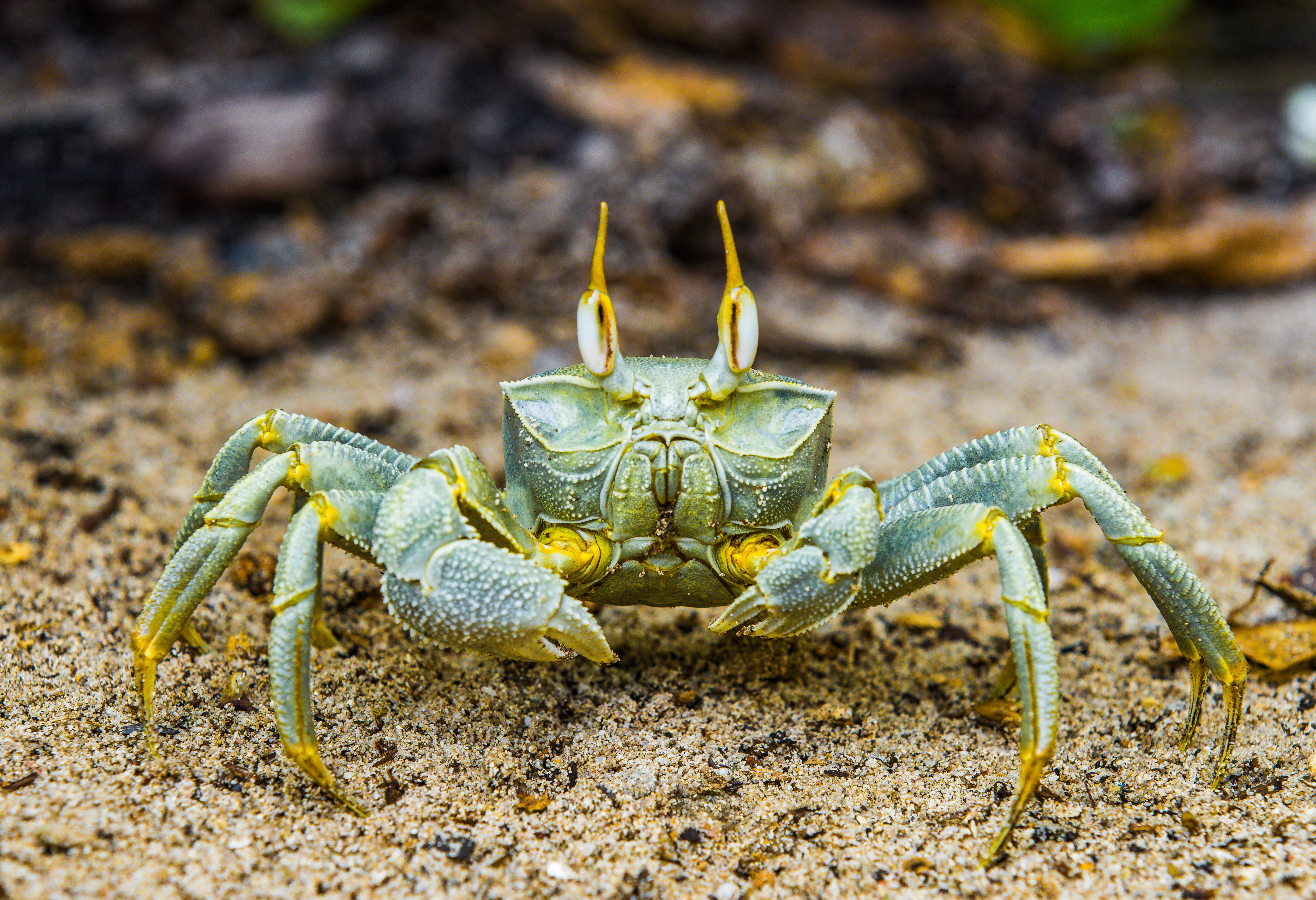 Krab op Aride Island