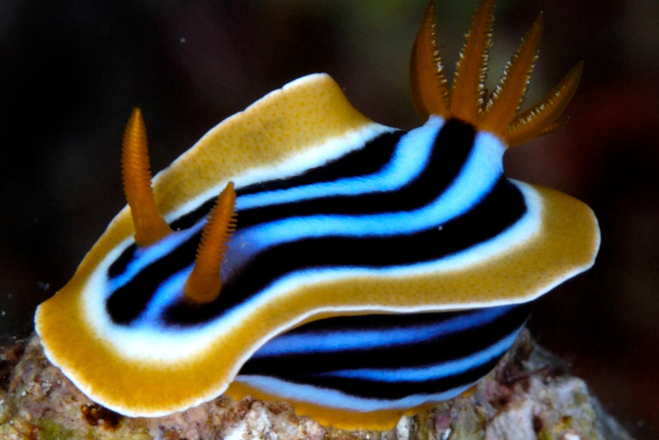 Schitterende onderwaterwereld bij het Whale Island Resort in Vietnam