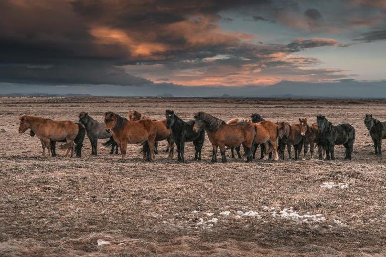 IJsland Hella Hotel Vos Paarden