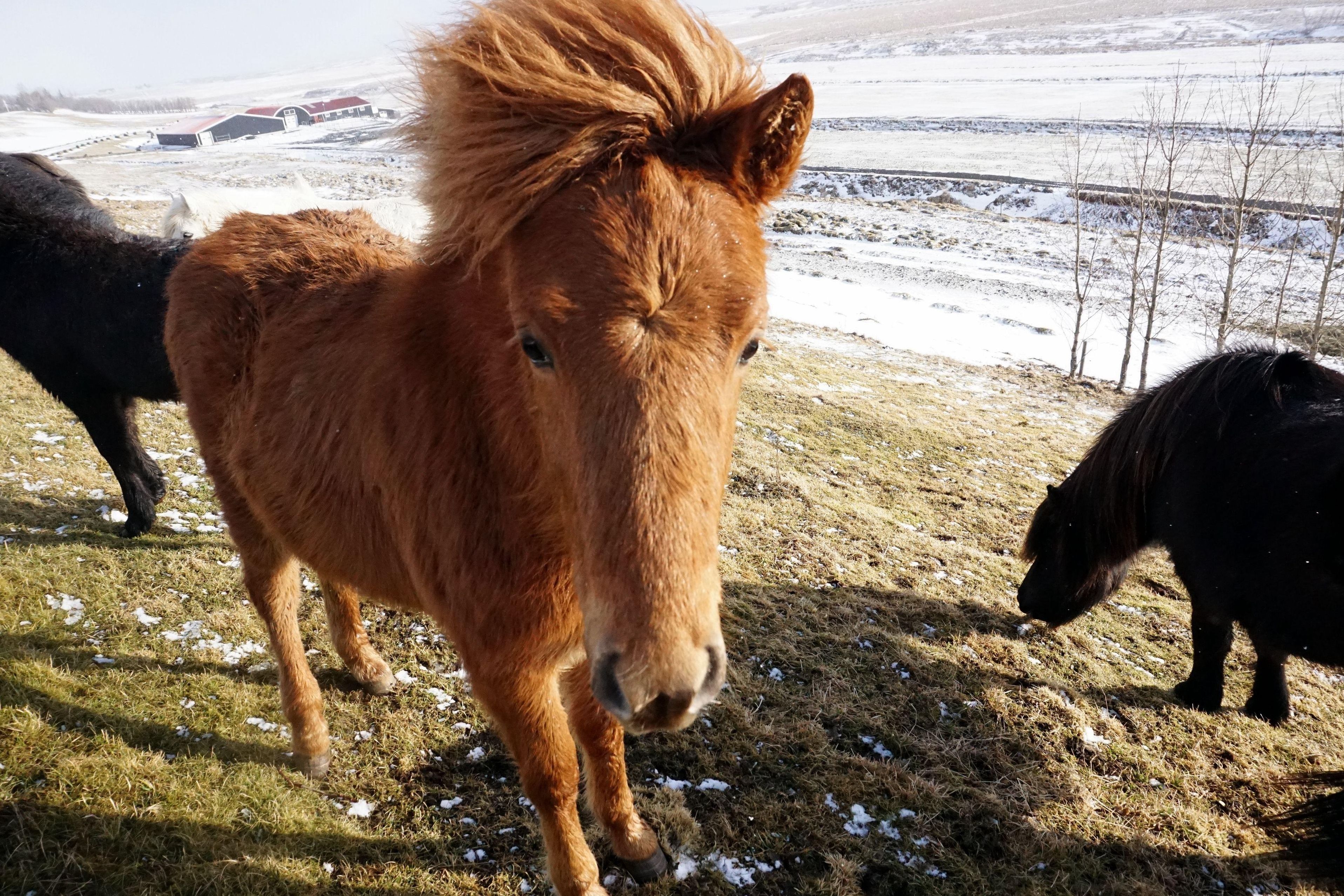 IJsland Hella Hestheimar Paarden