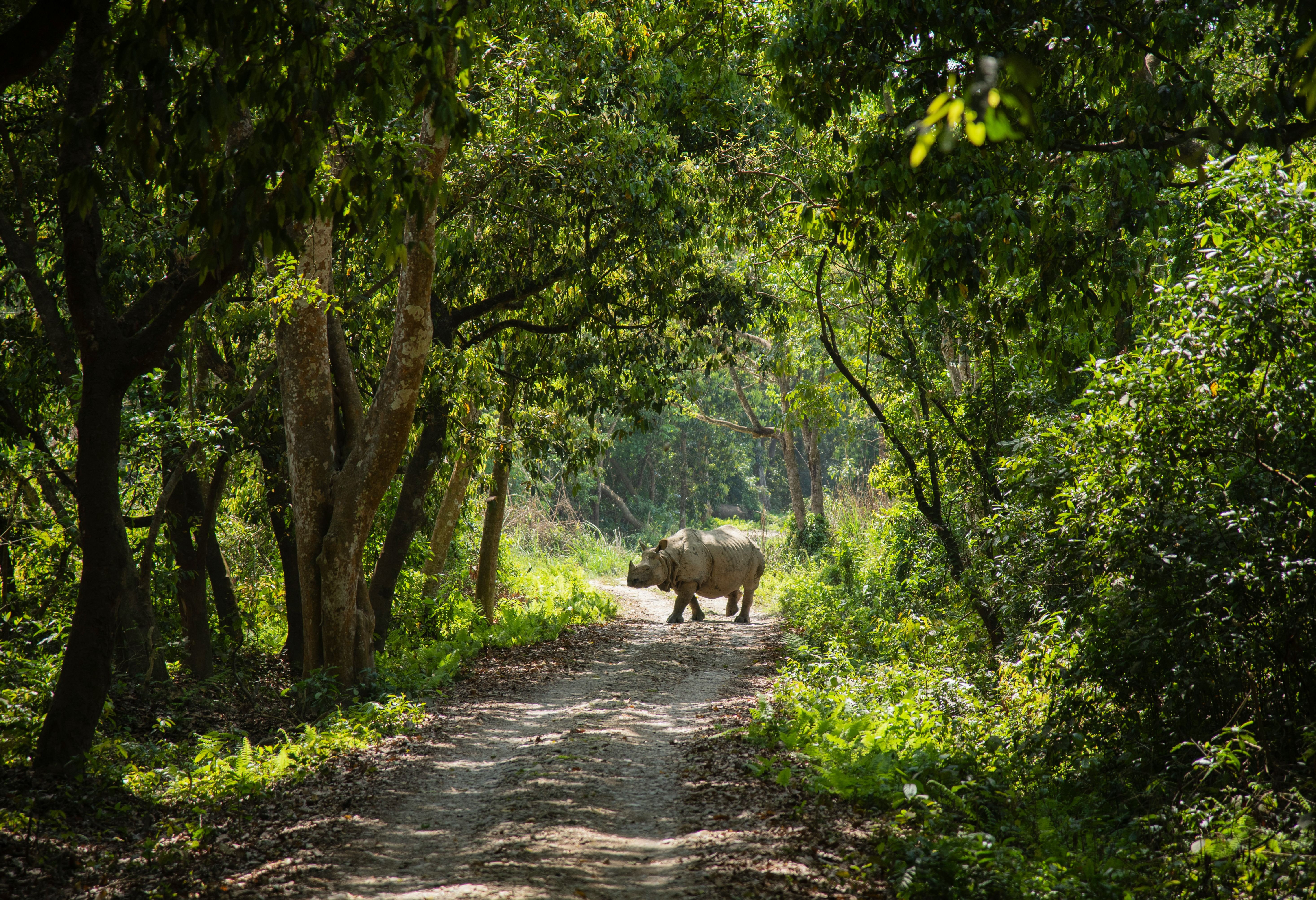 Nepal Chitwan National Park Neushoorn