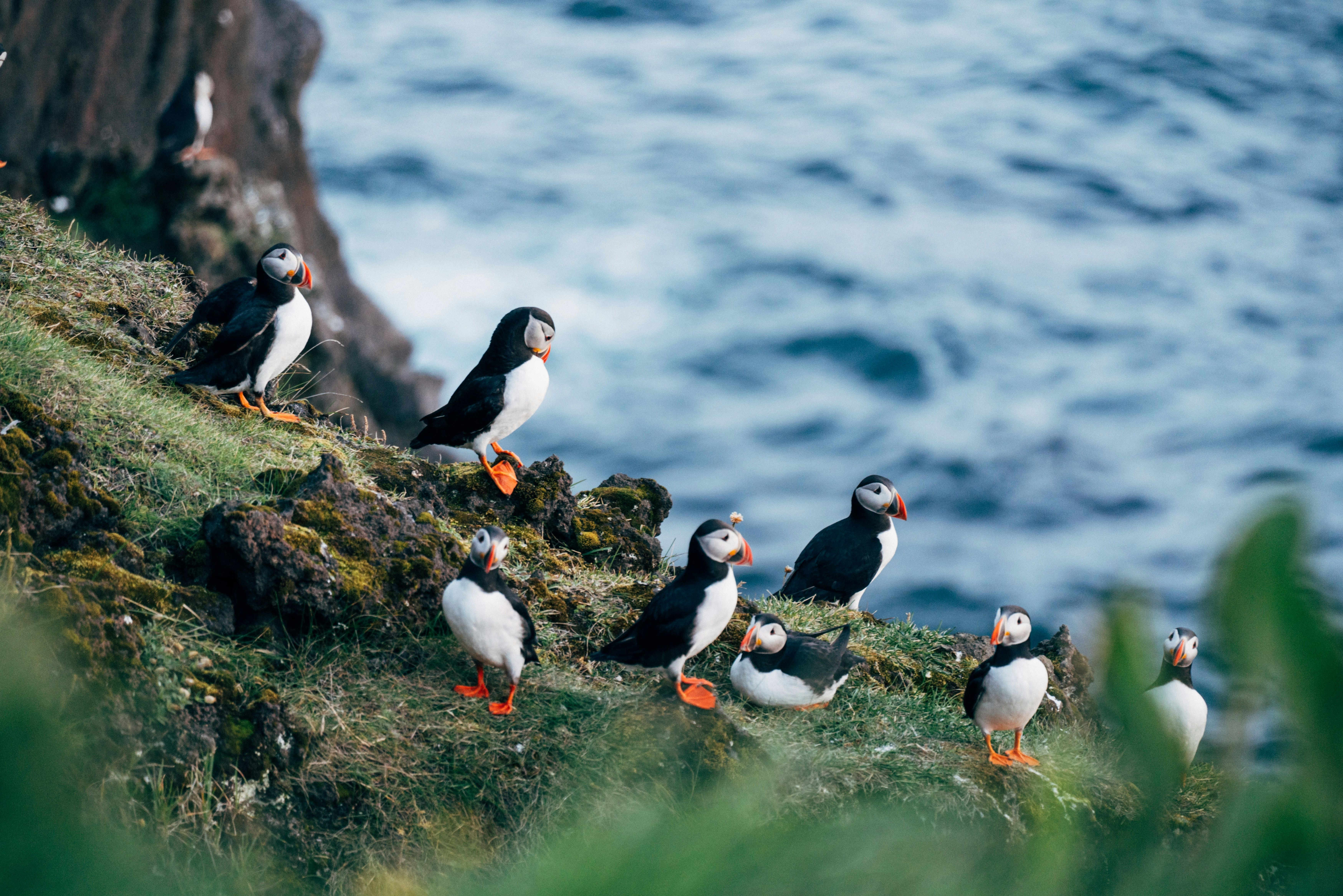 IJsland Westfjorden Puffins Papegaai Duikers