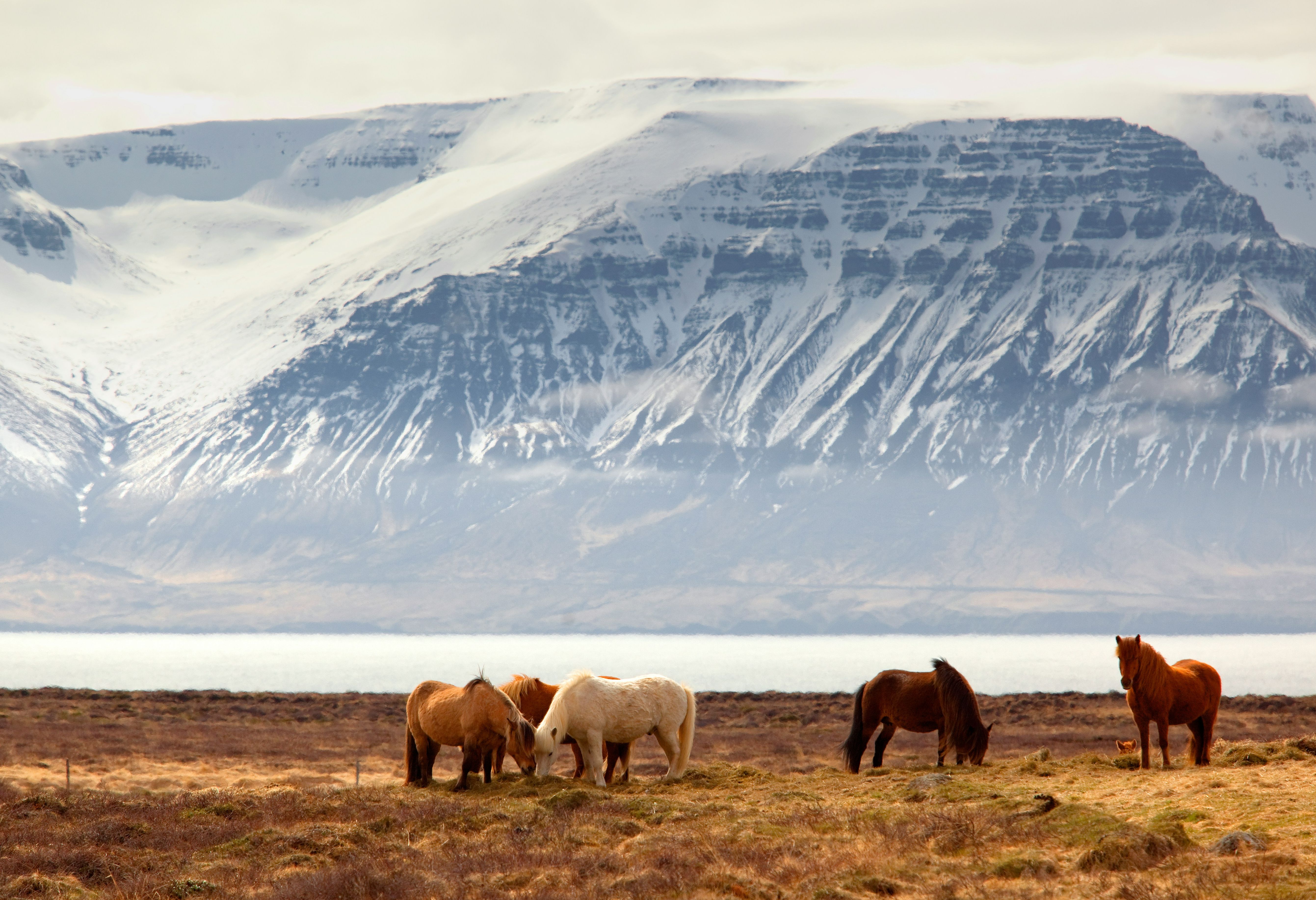 IJsland Westfjorden Paarden Herfst