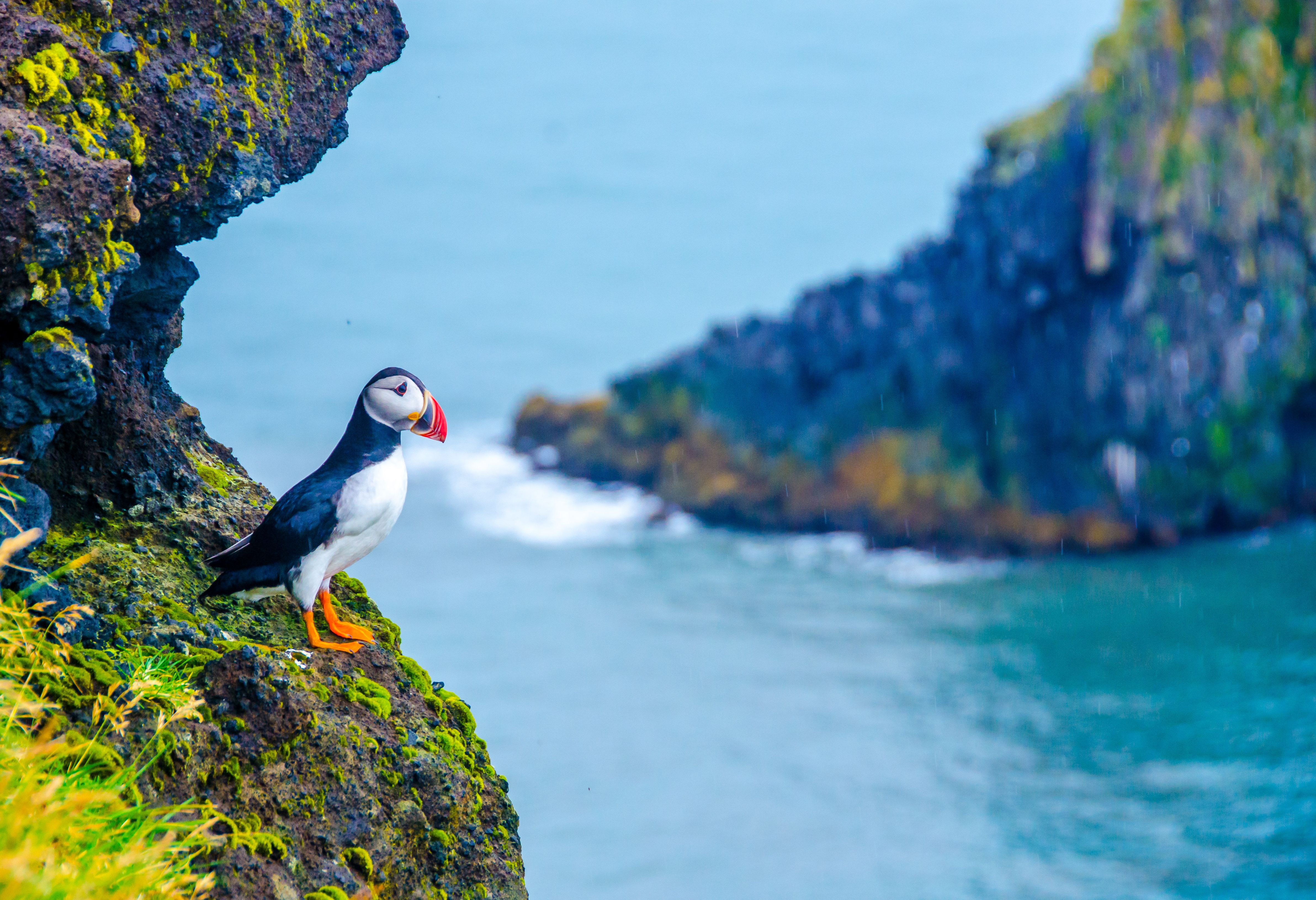 IJsland Papegaaiduiker