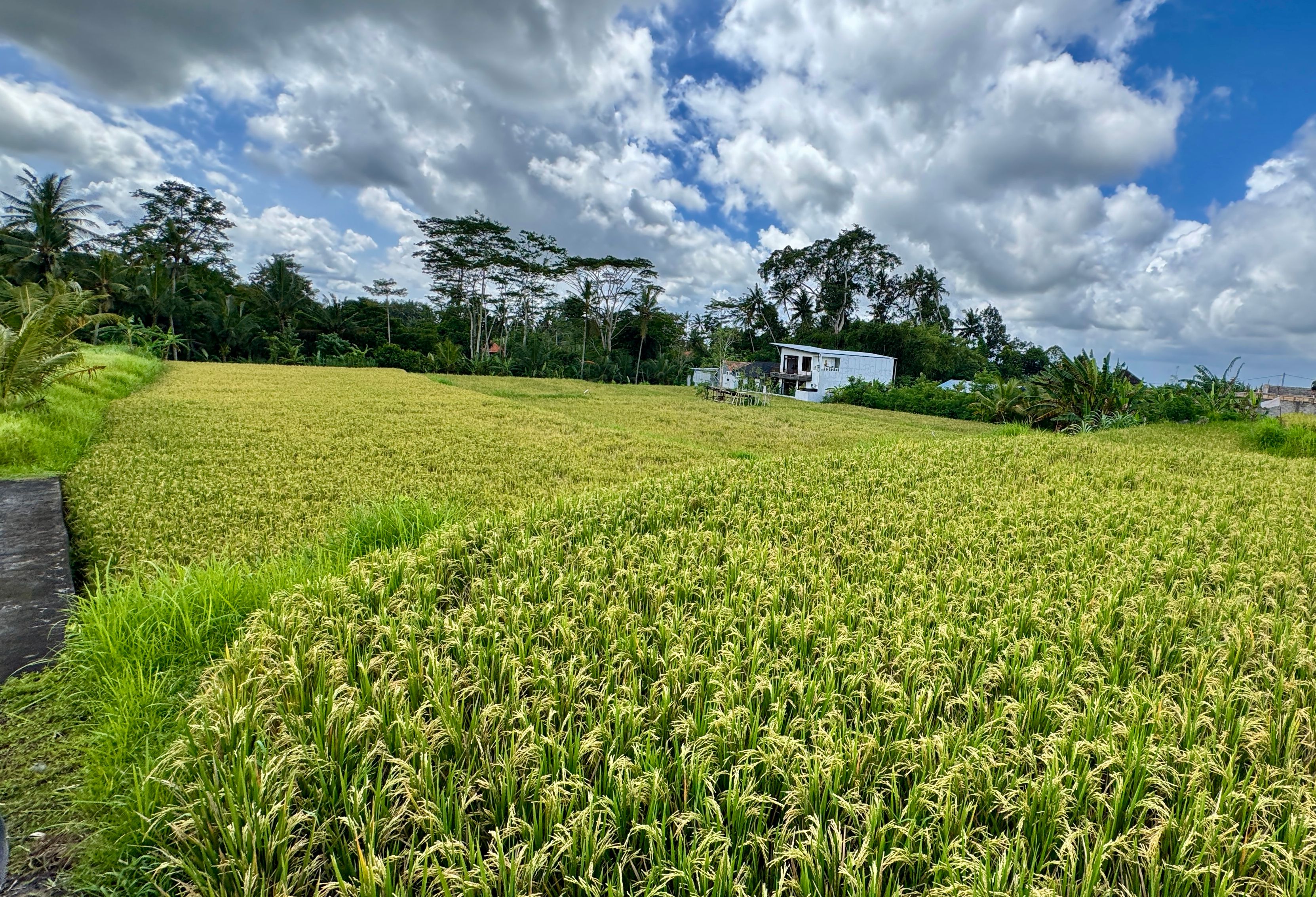 Rijstvelden bij Pejeng op Bali in Indonesie