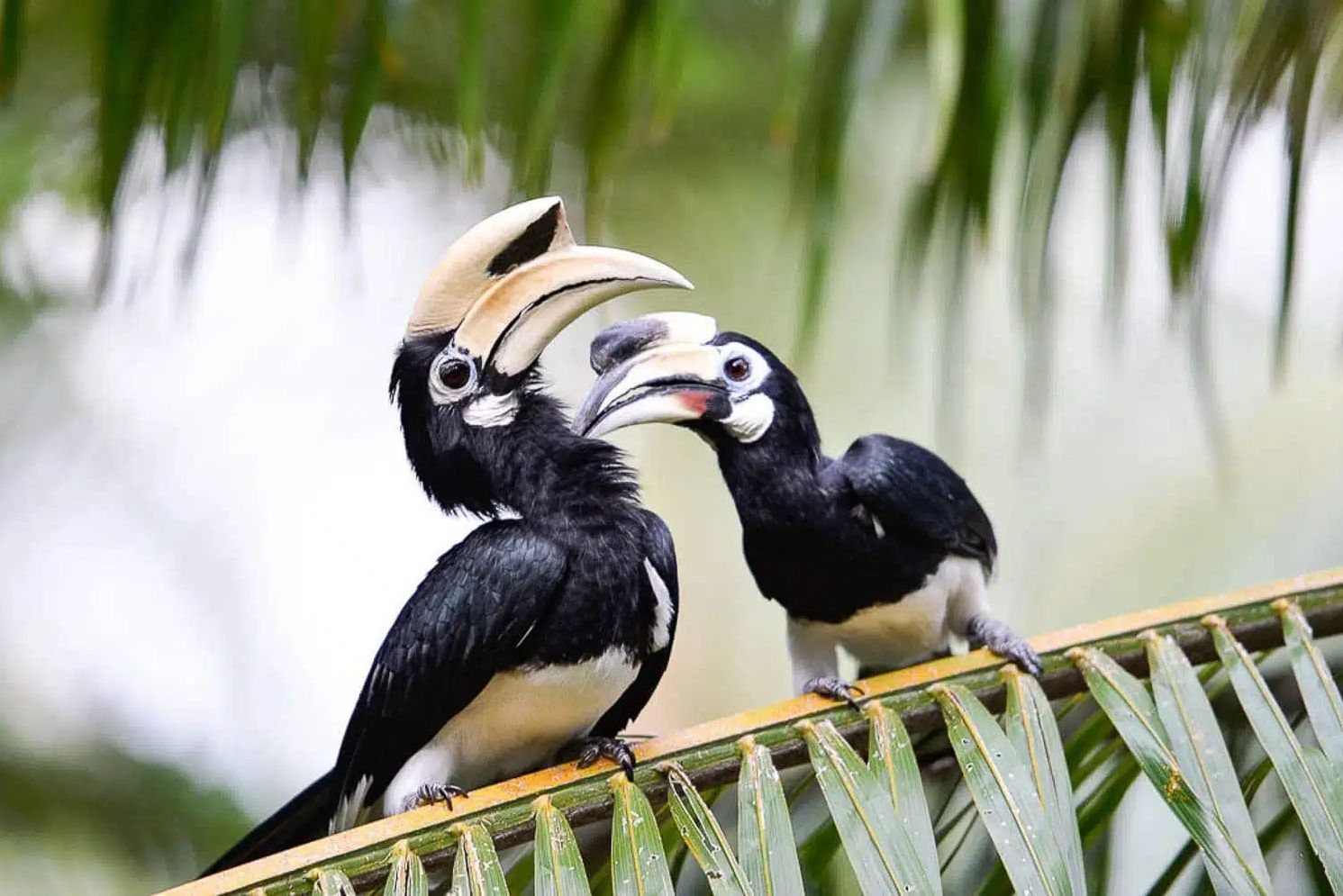 Thailand Koh Yai Noi Paradise Hornbill