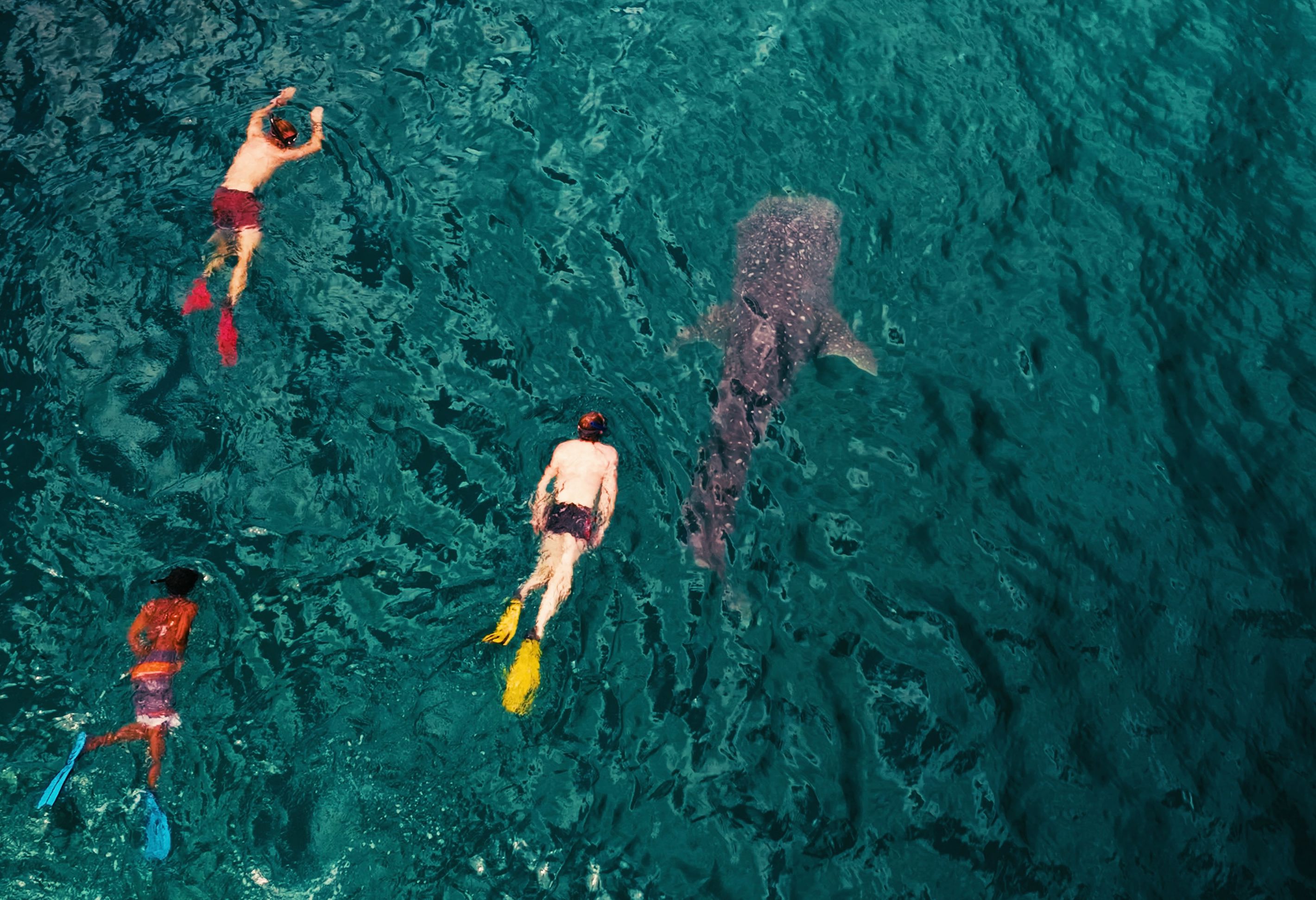 Snorkelen en walvishaaien spotten bij Mafia Island