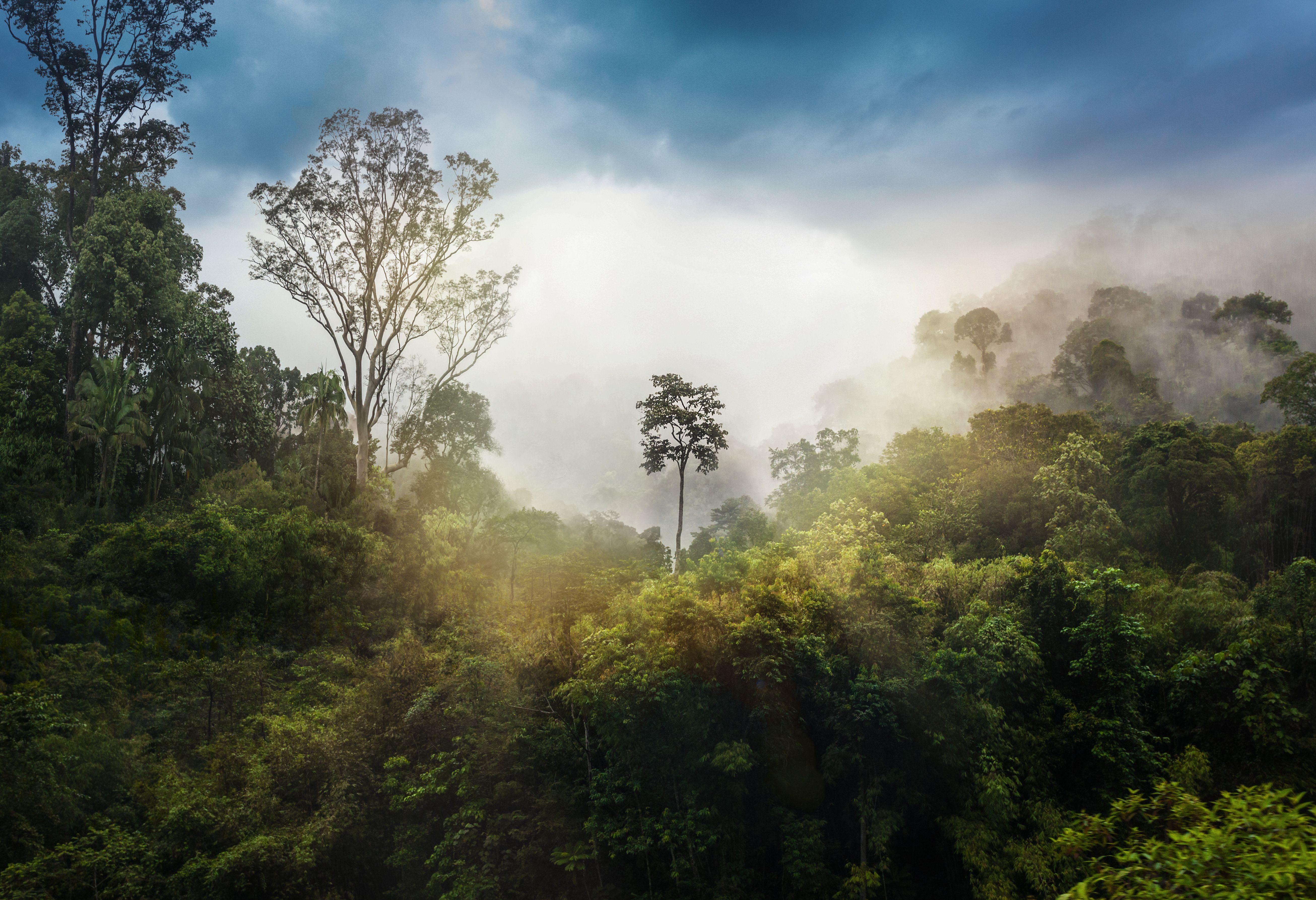 Mistig regenwoud van Taman Negara