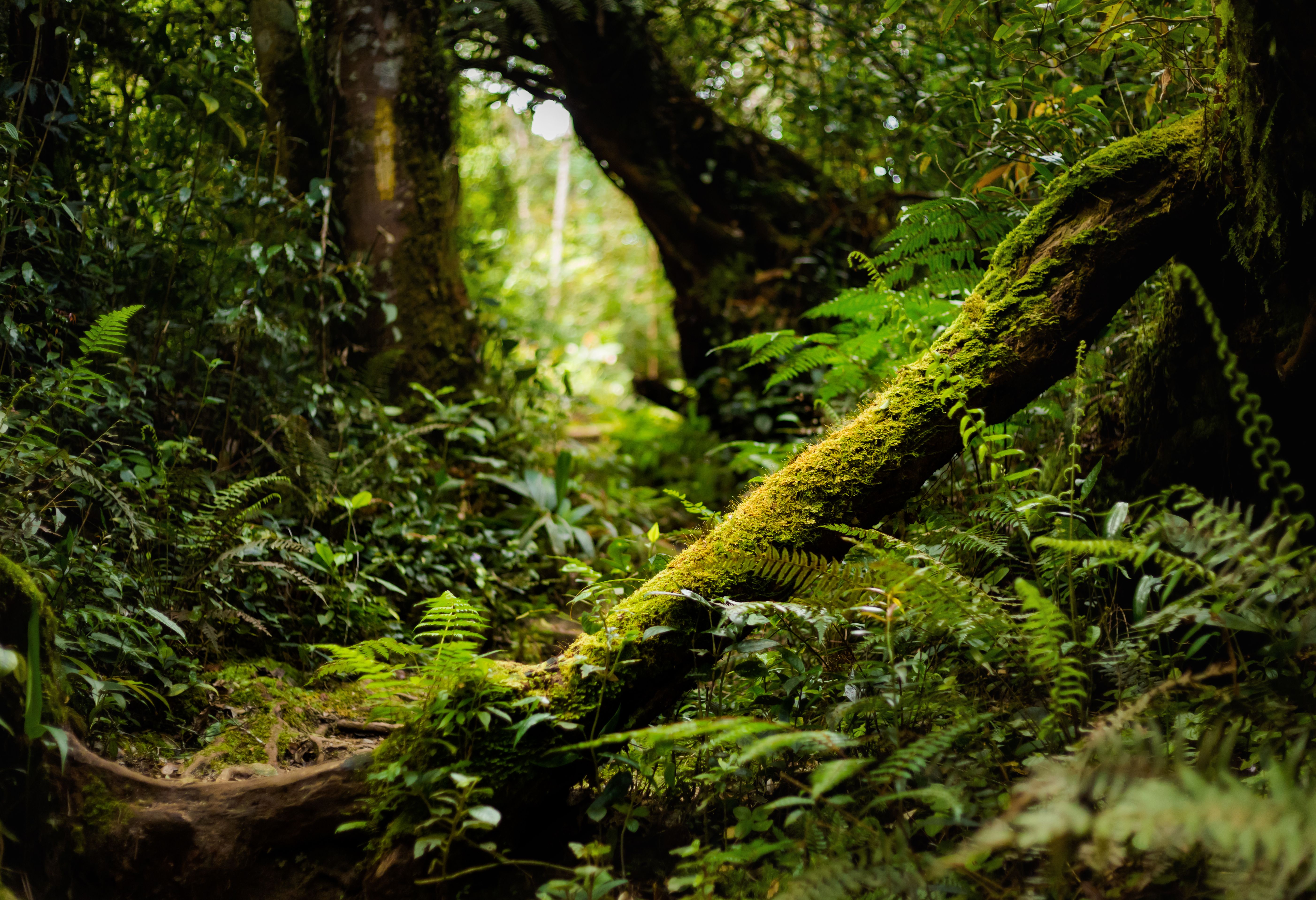 Gunung Jasar trekking bij Cameron Highlands