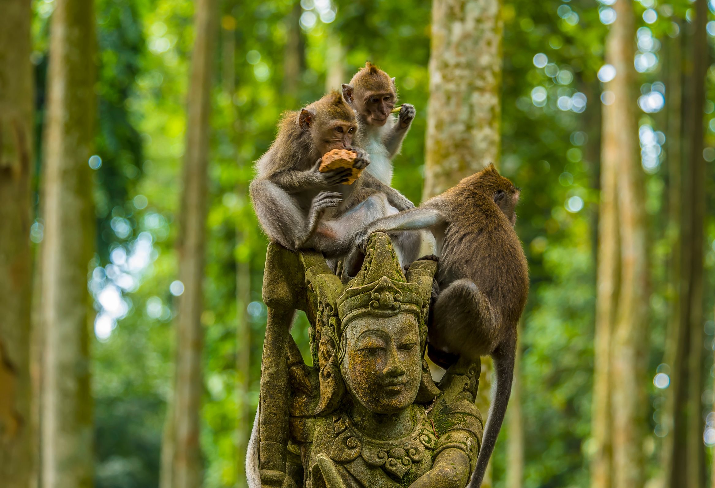 Apen in Monkey Forest