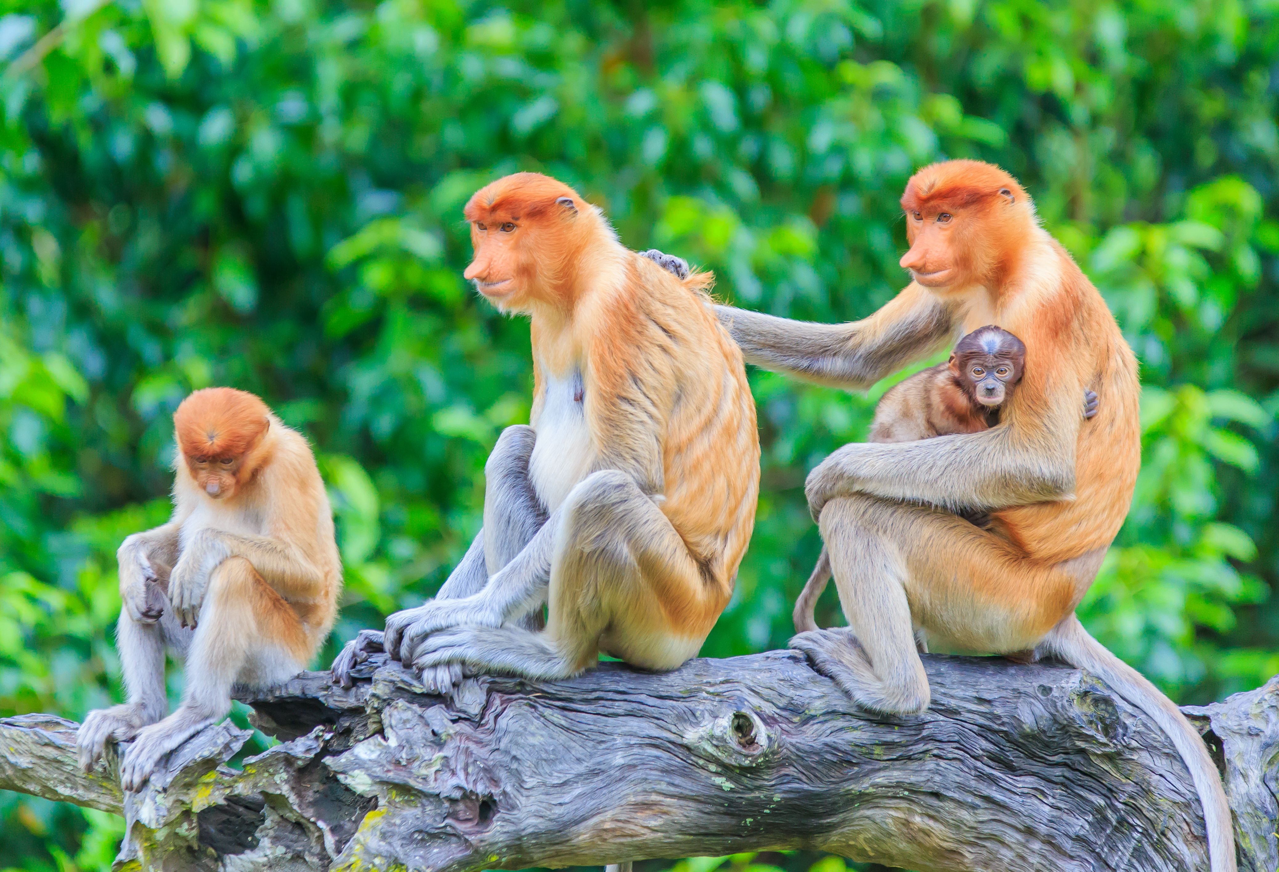 Neusapen familie Bako nationaal park