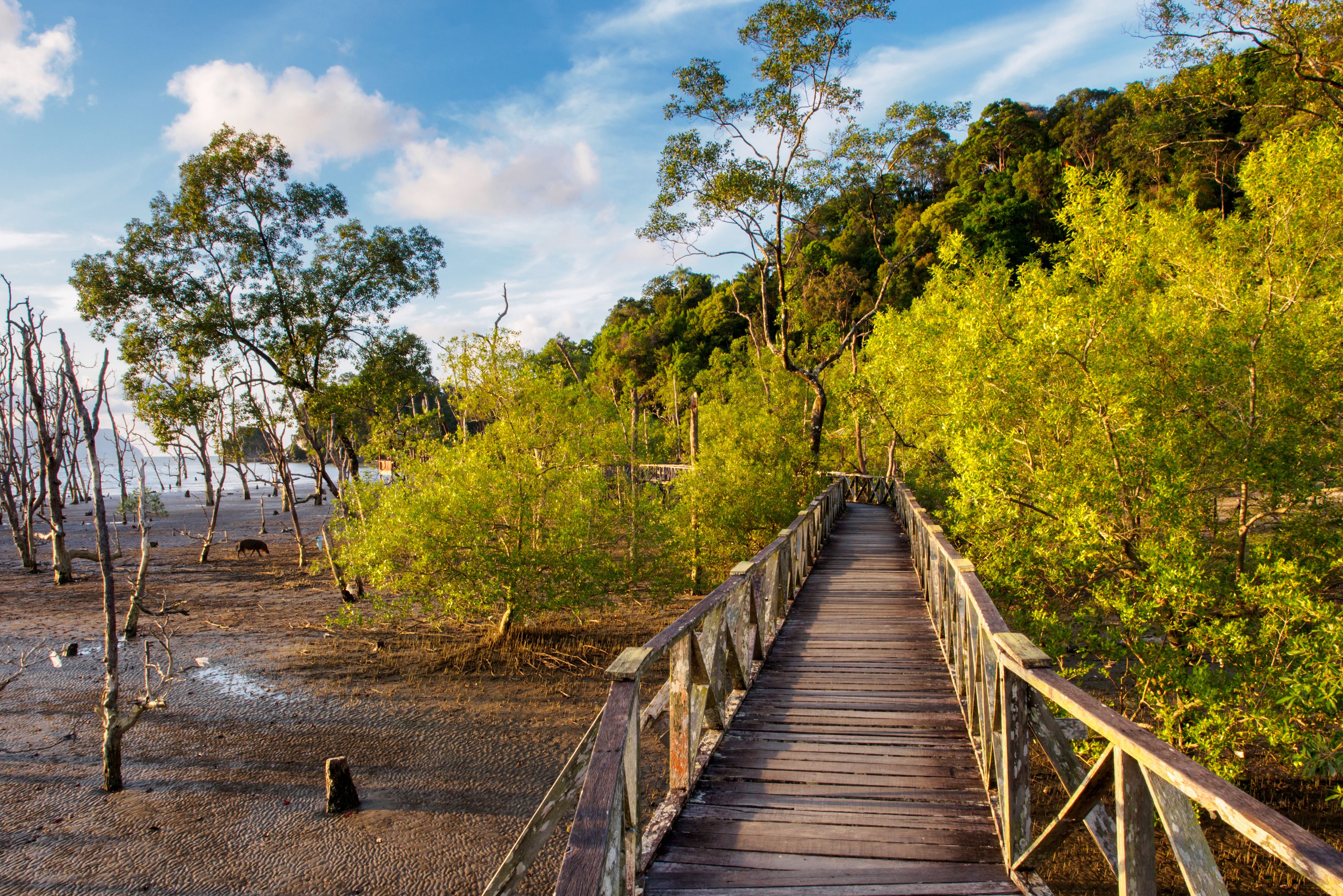 Mangroven Bako nationaal park