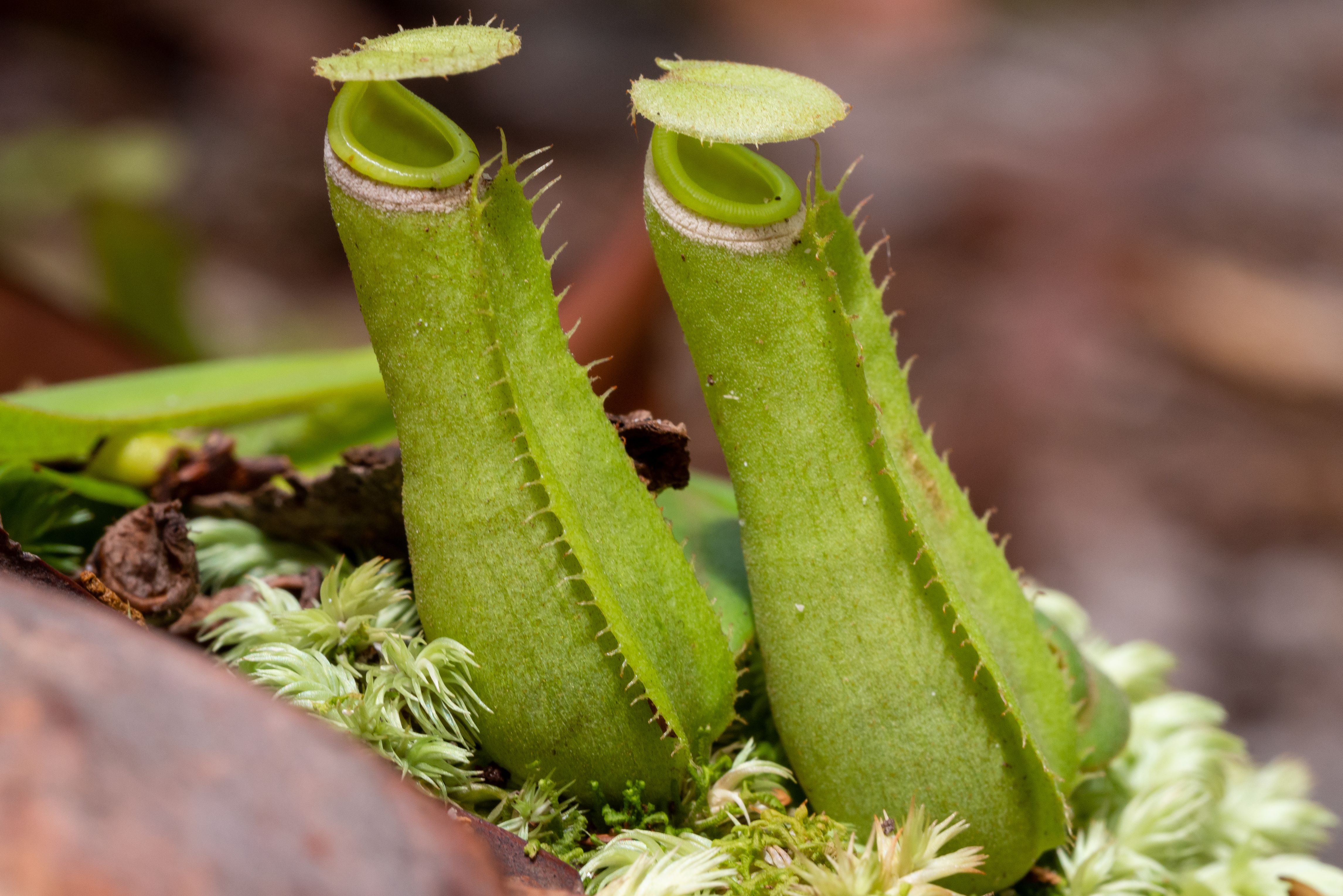 Bekerplanten in Bako nationaal park