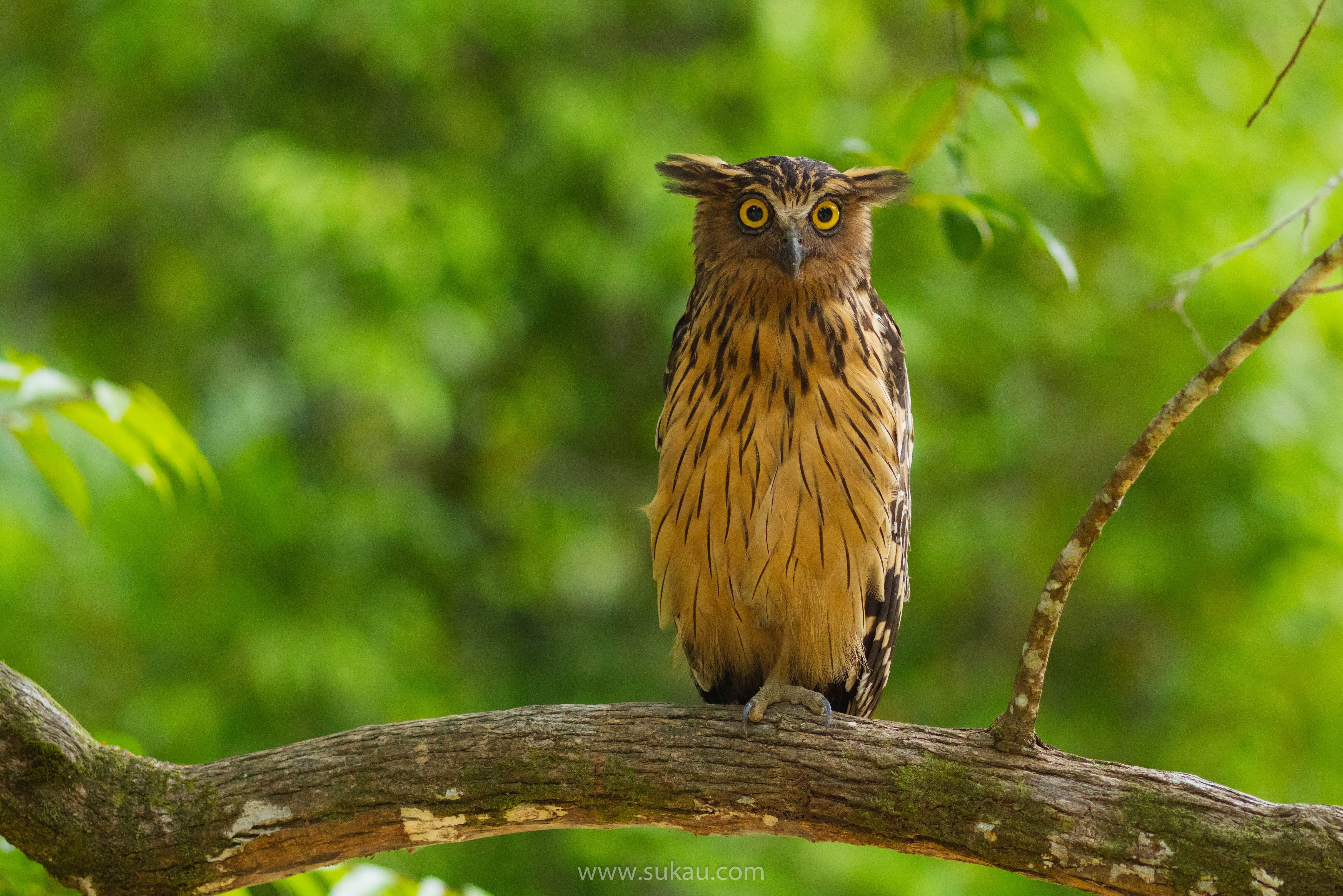 Sukau uil jungle Sabah