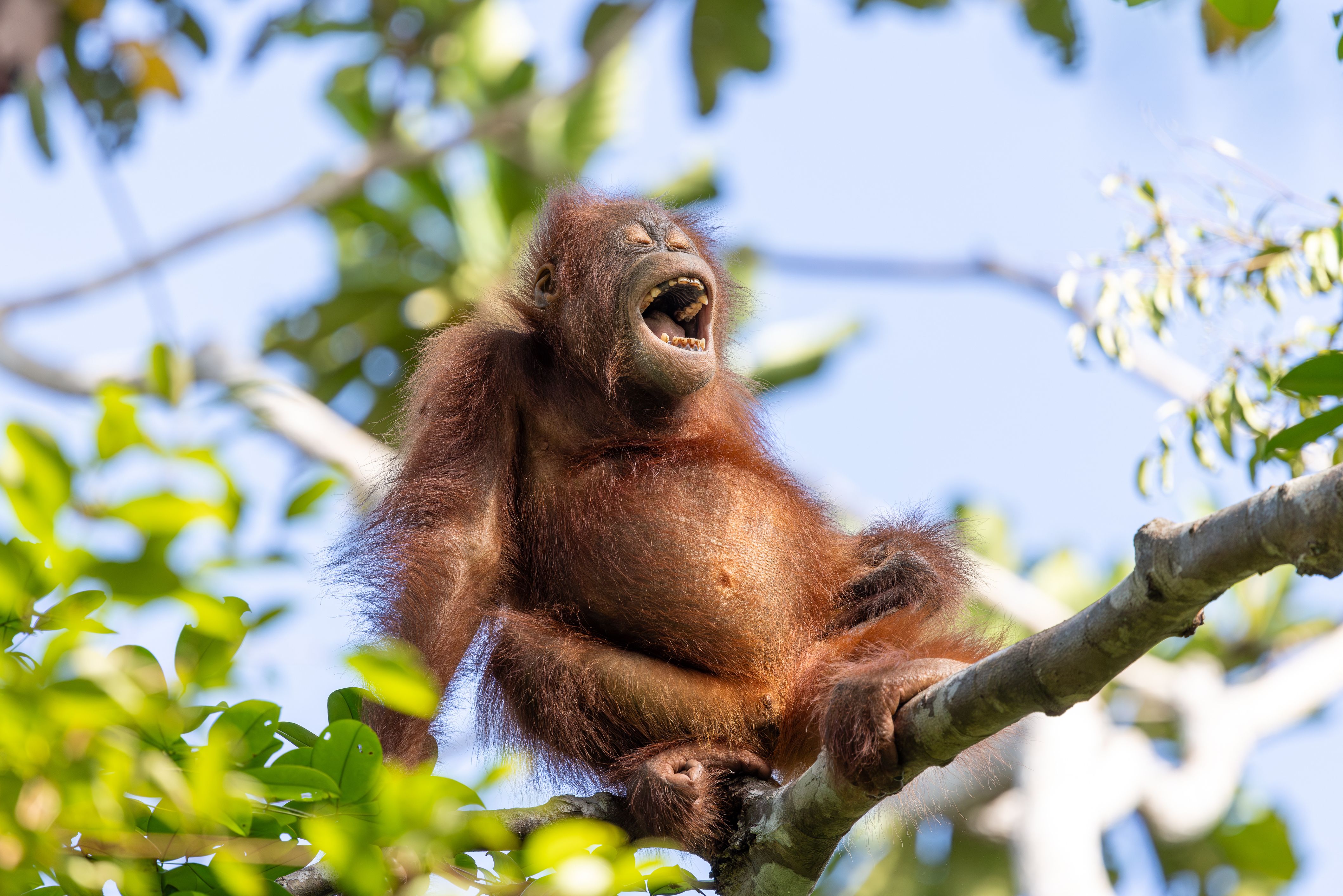 Orang-oetan Borneo