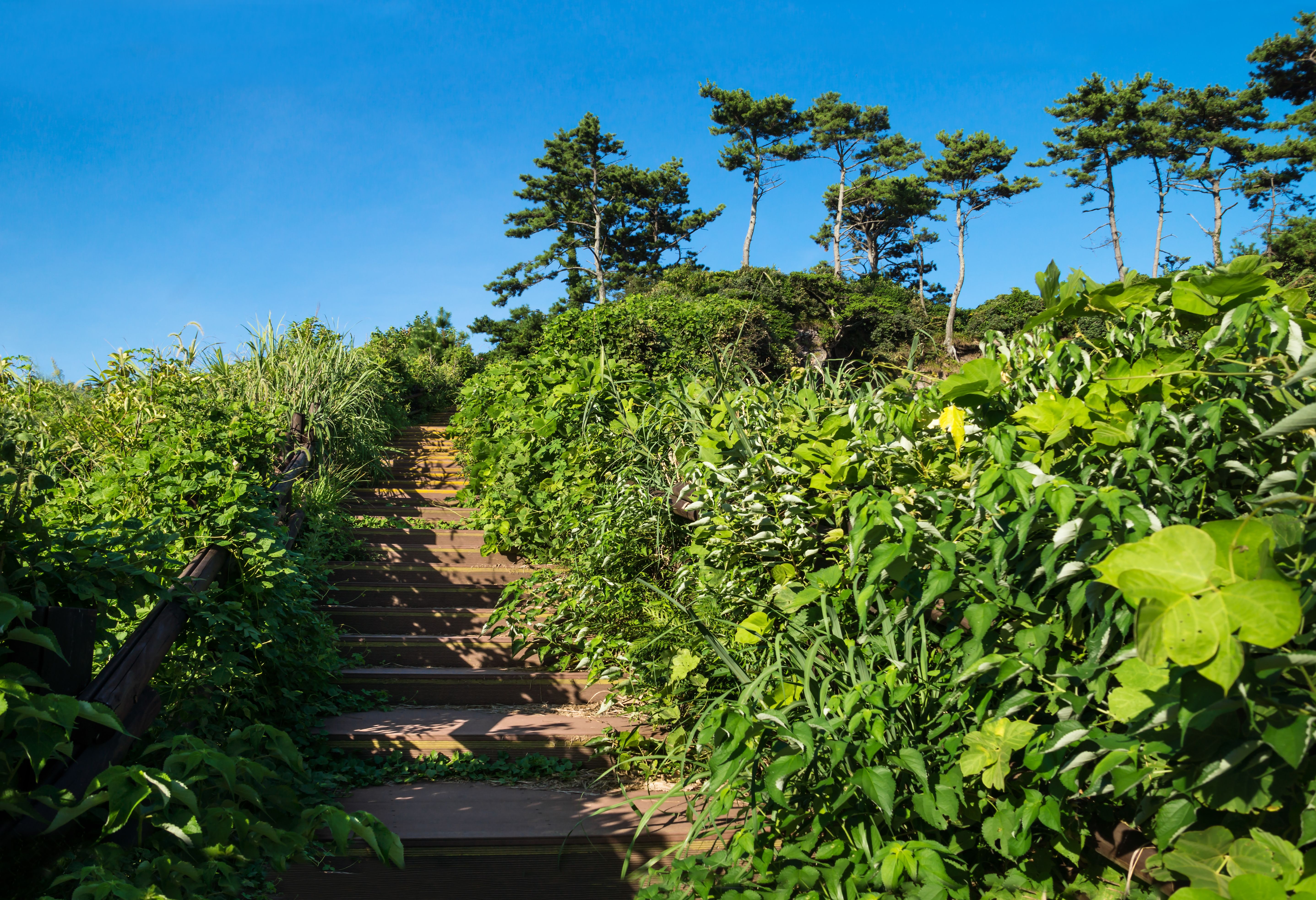 Olle trekking op Jeju Island Zuid-Korea
