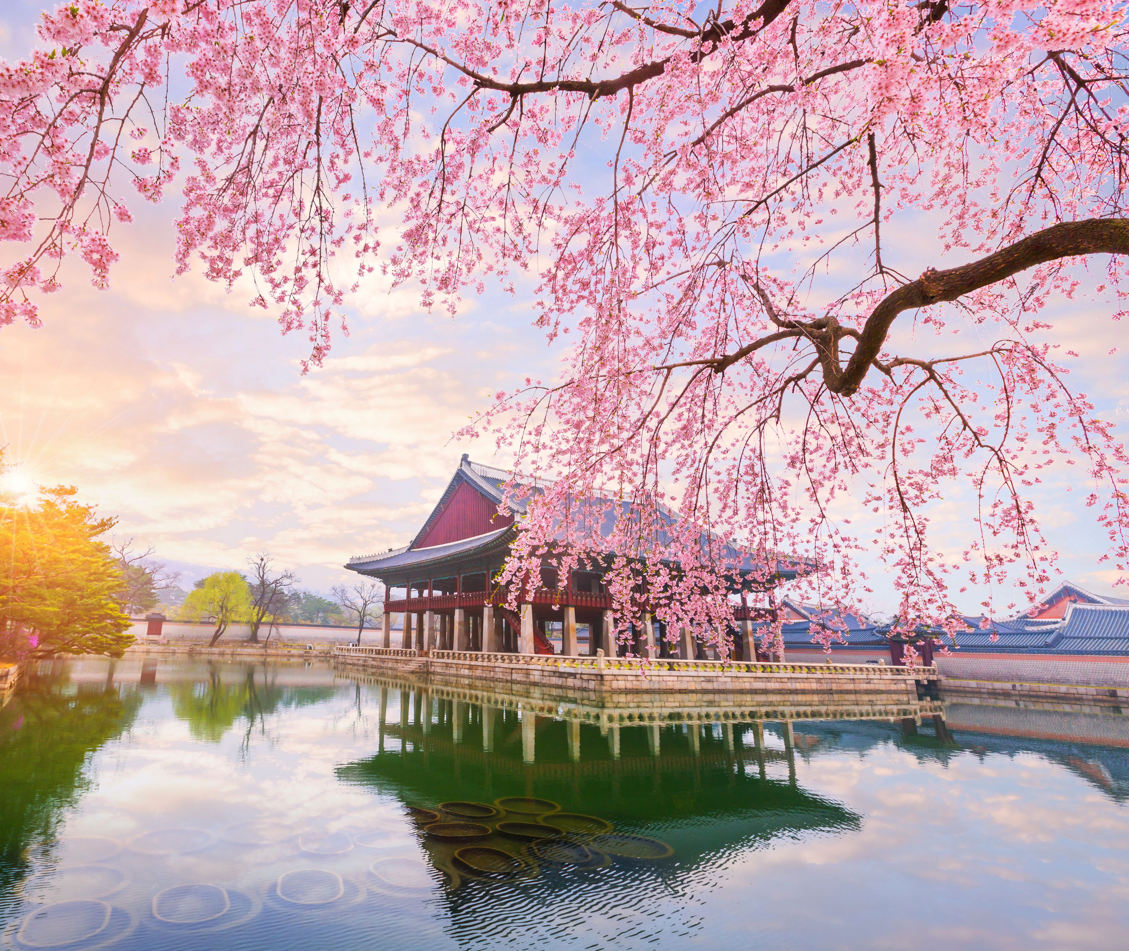 Zuid-Korea-tempel-met-bloesem