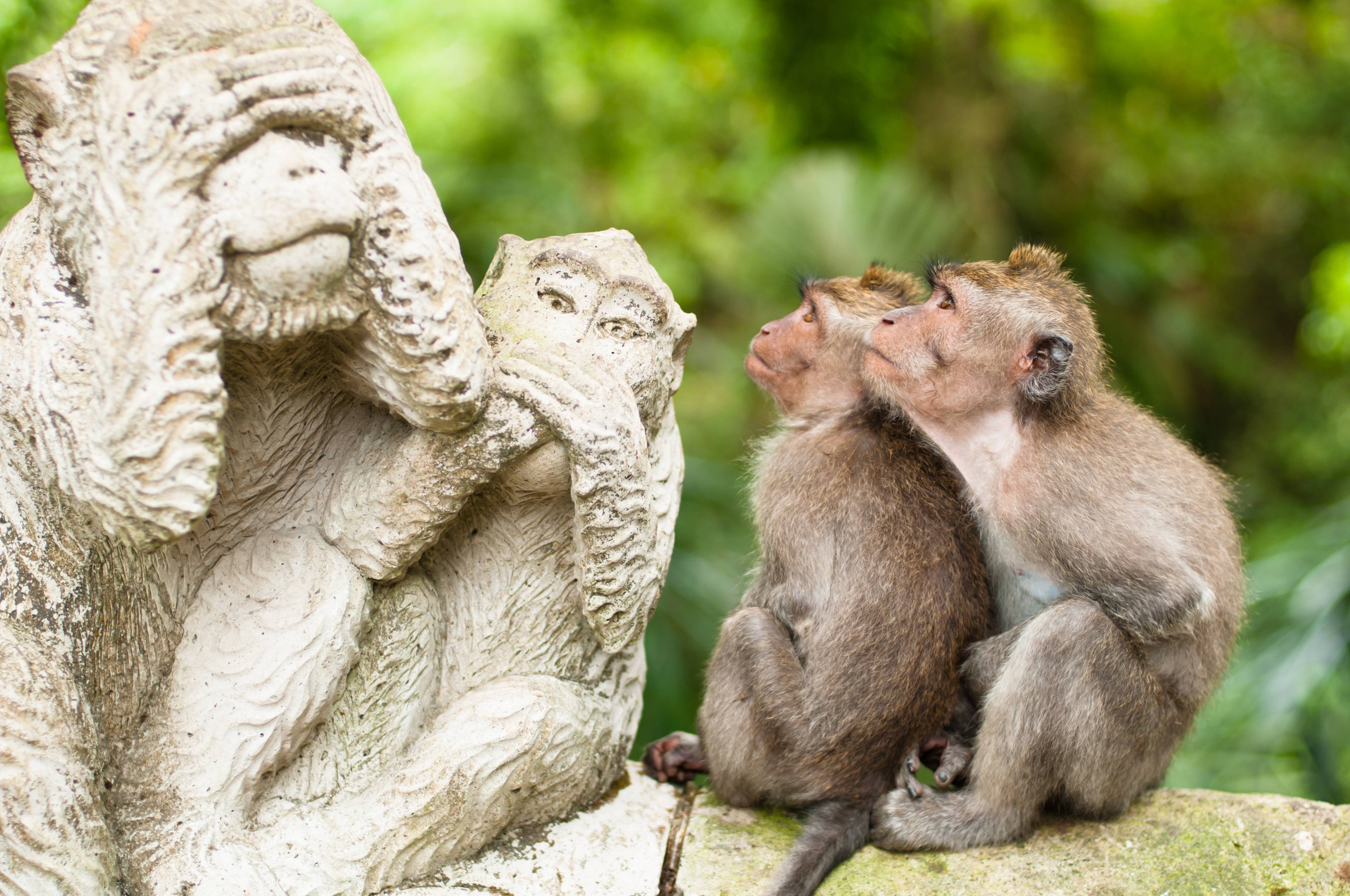 Monkey forest in Ubud op Bali