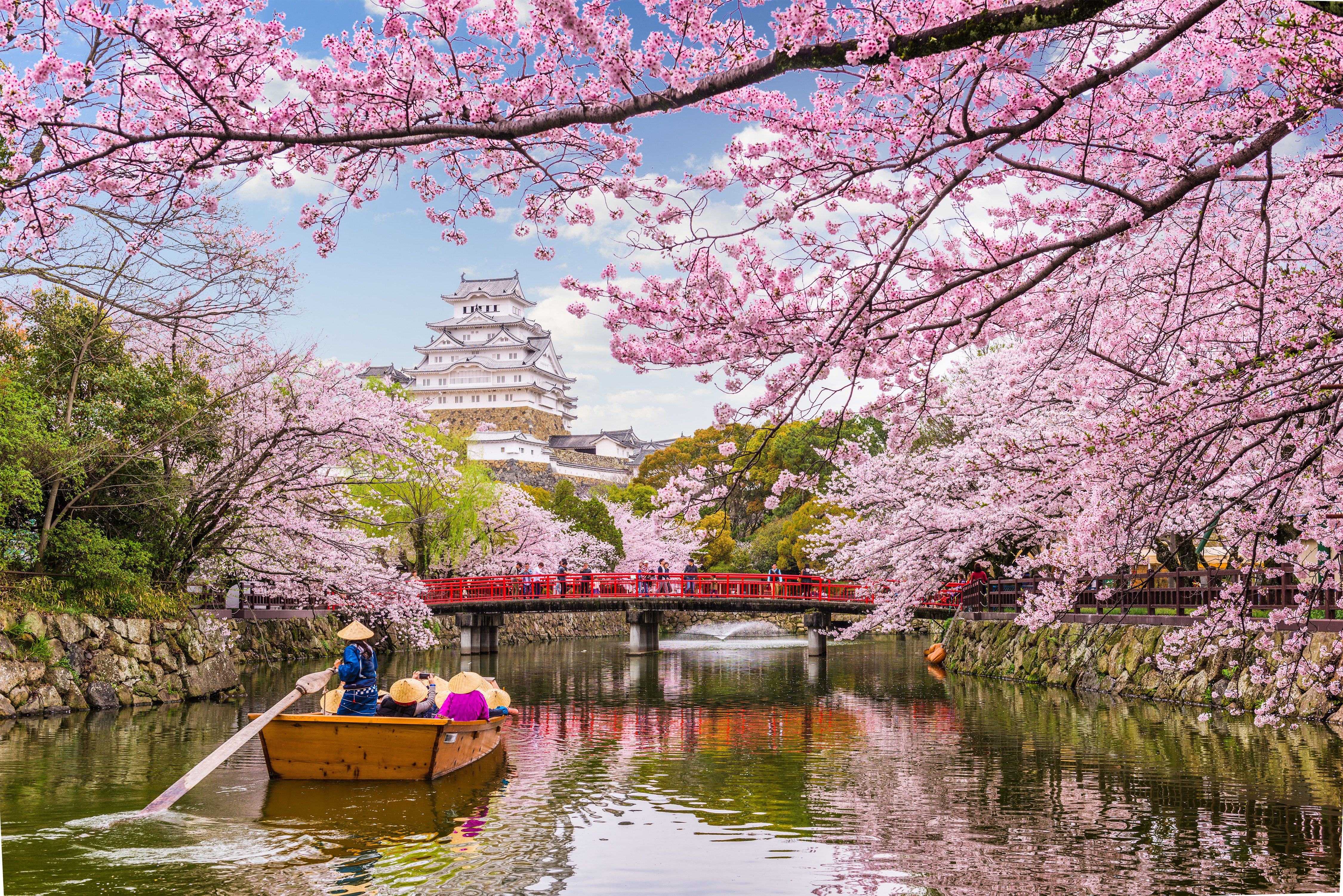 koffer Onhandig een schuldeiser Japanse kersenbloesem (Sakura) I Tips en Informatie - 333travel