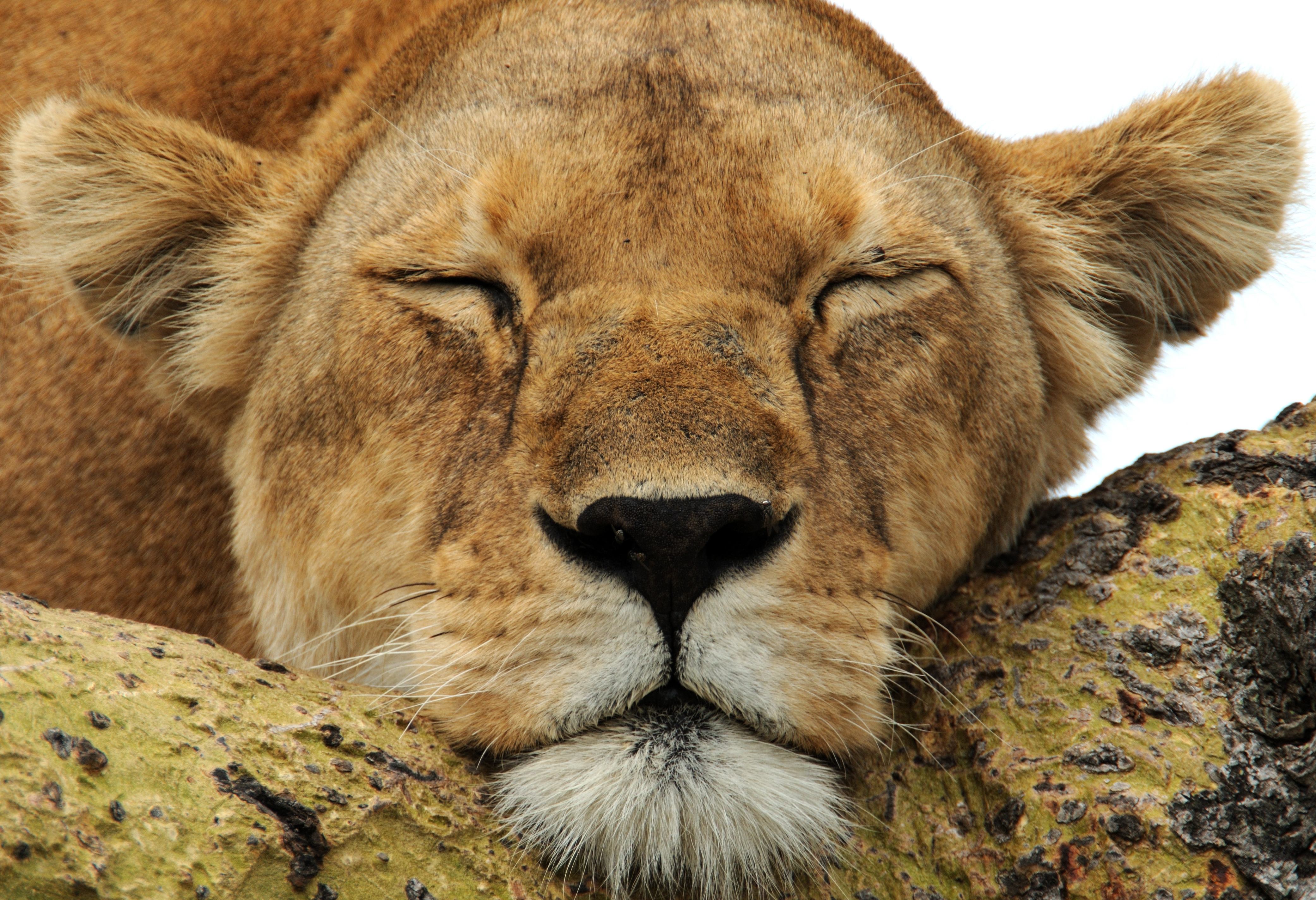 Slapende leeuw in de Serengeti in Tanzania