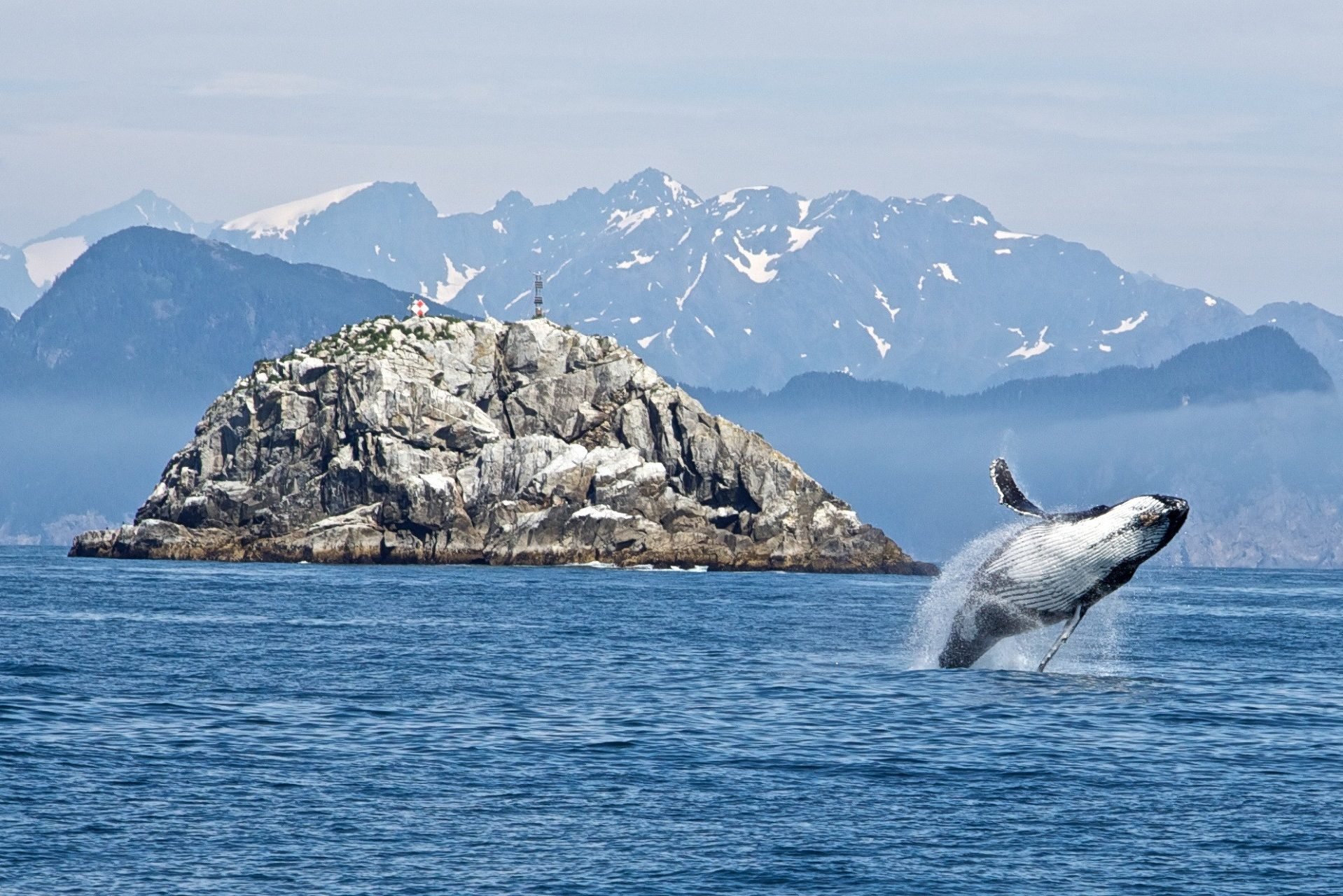Walvis bij Kenai NP in Alaska