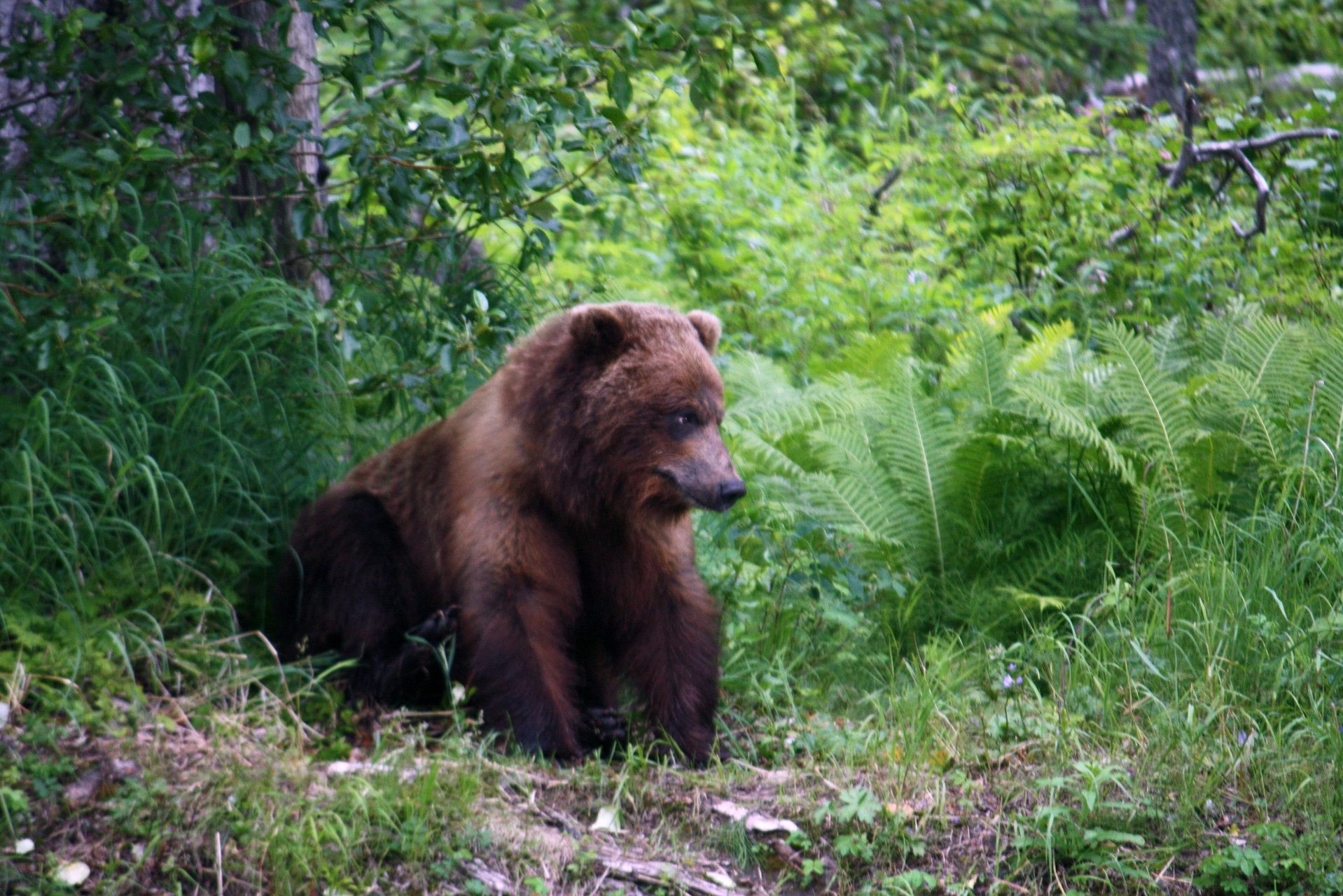 Grizzly Beer in Alaska