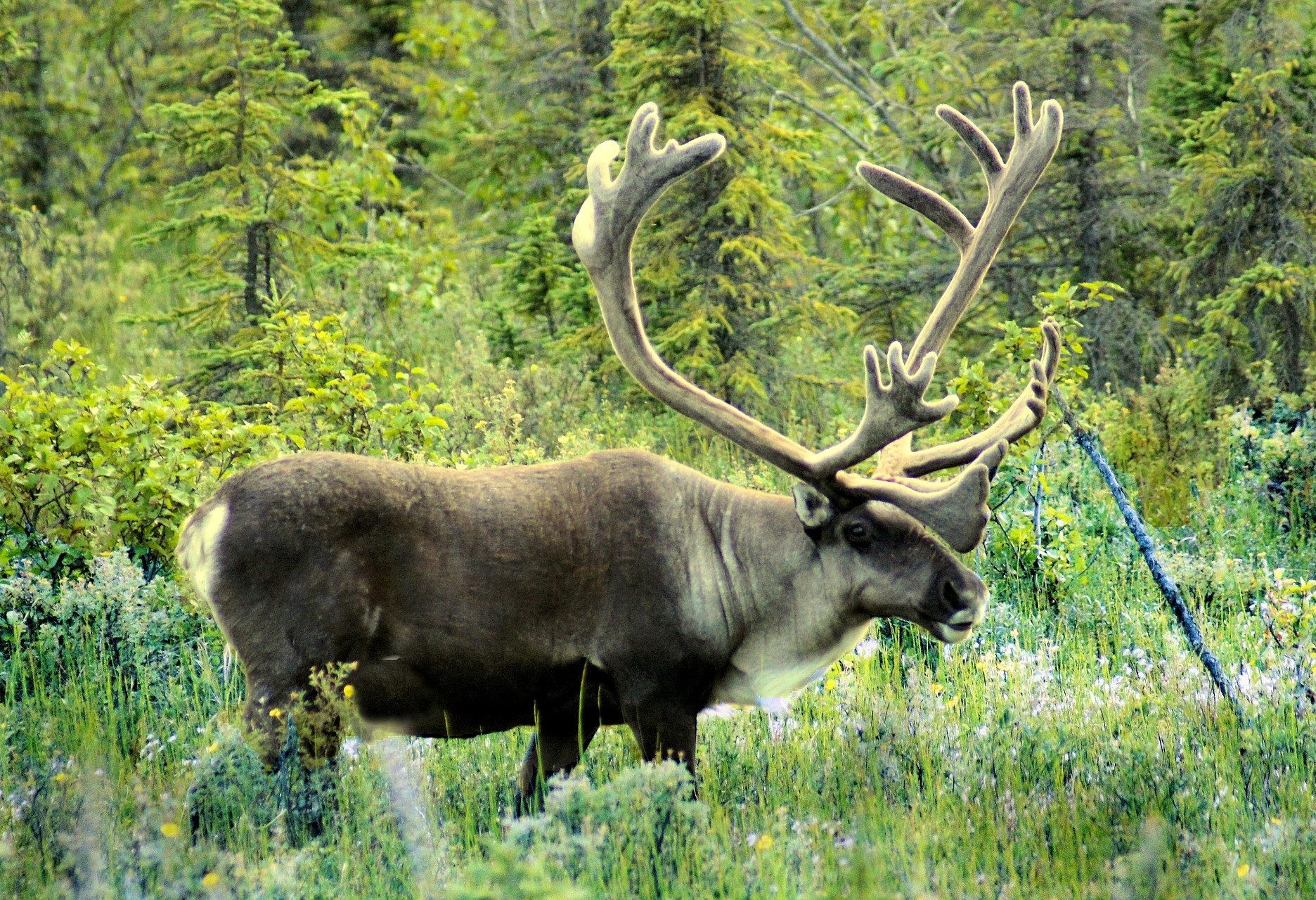 Een caribou in Alaska