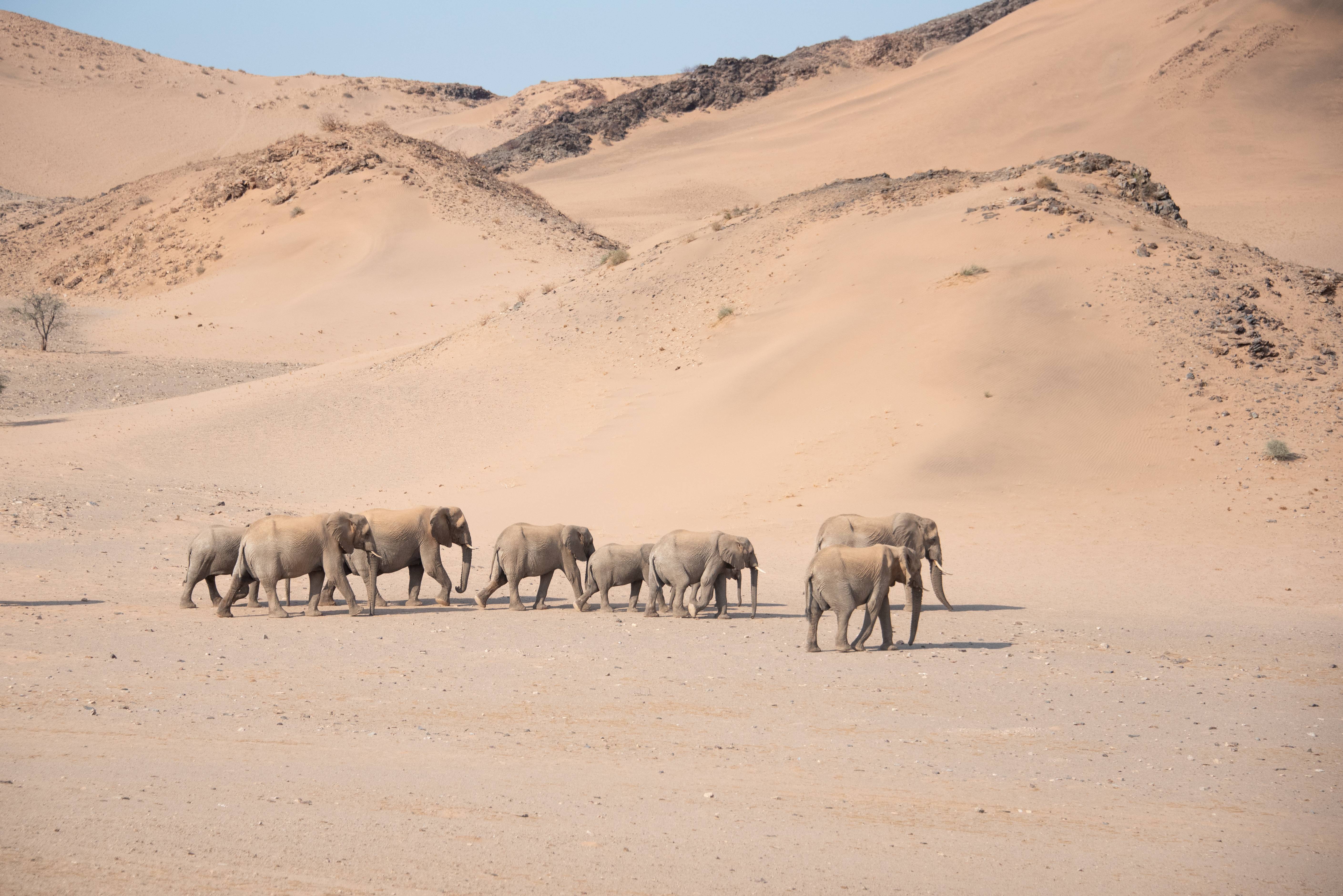 woestijnolifanten in Damaraland, Namibië