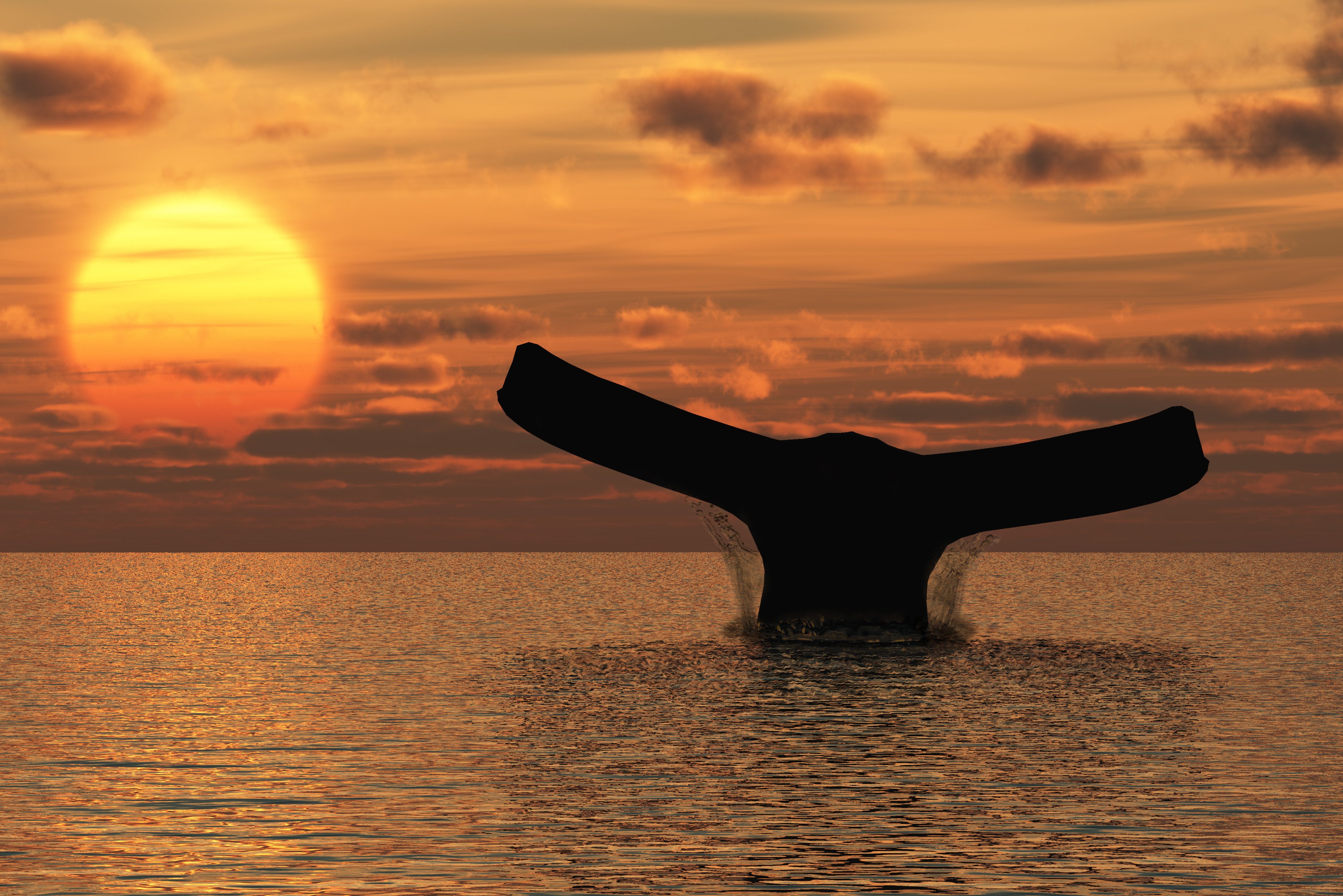 Walvis bij Cape Cod in Amerika