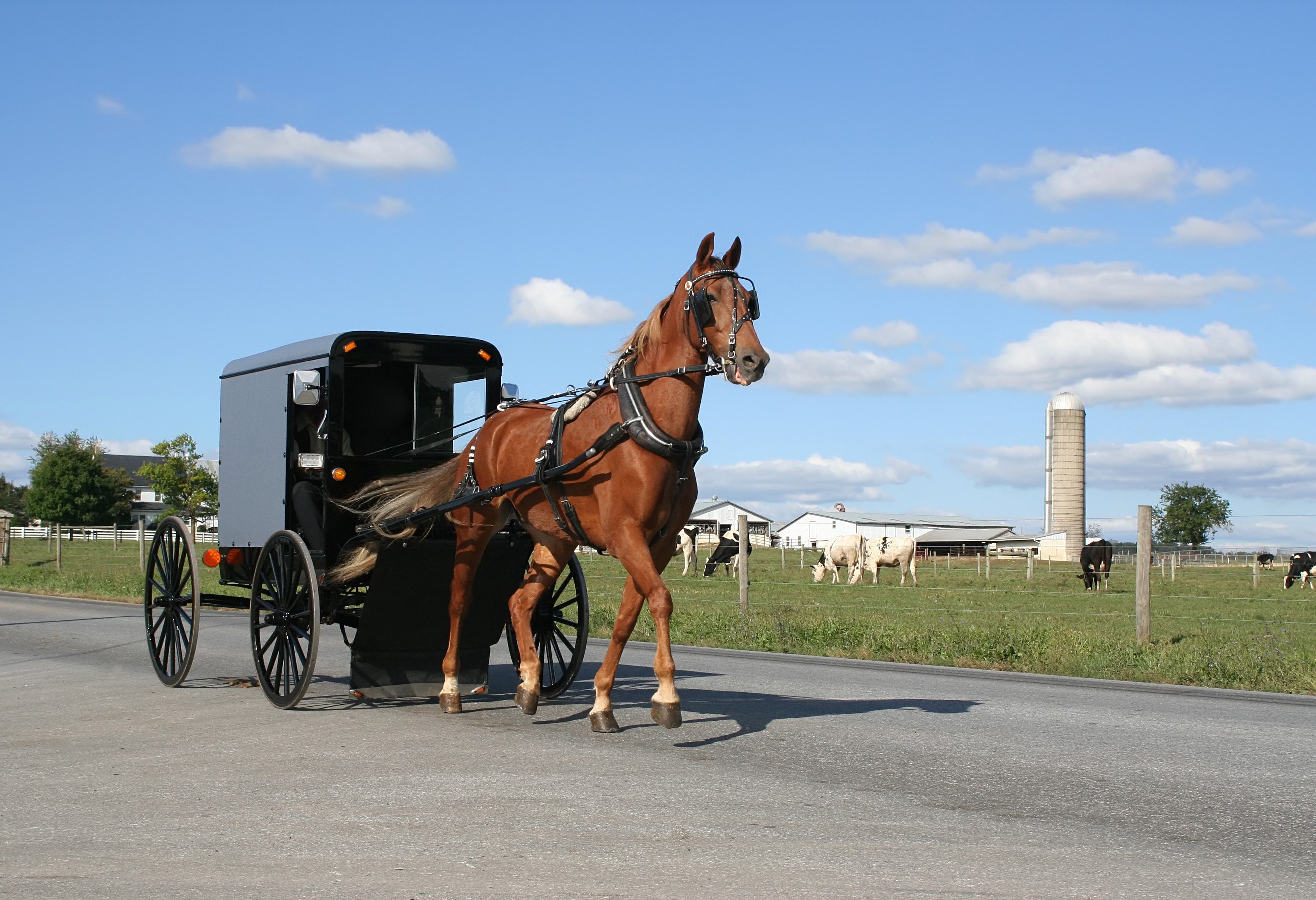 Amish in Amerika
