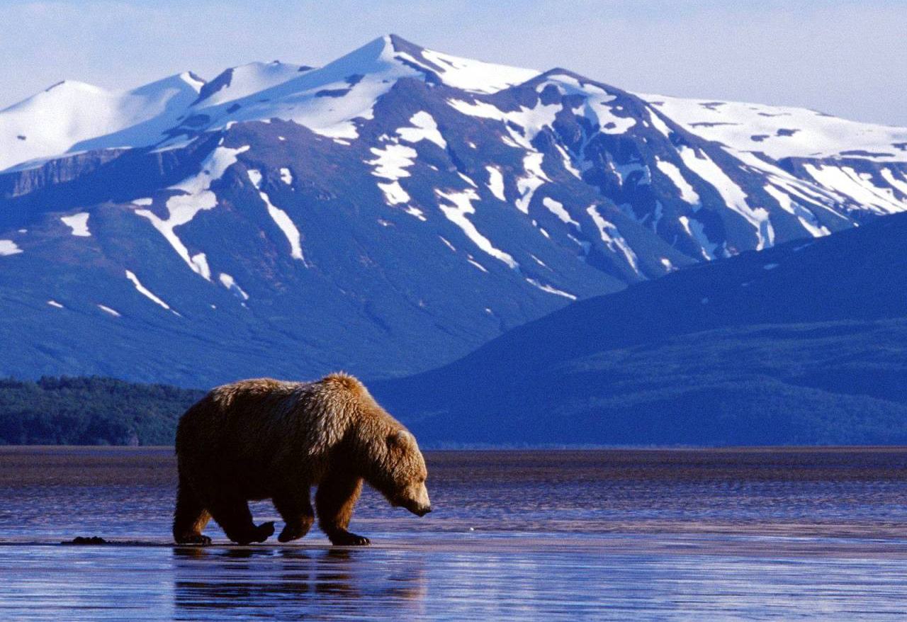 Grizzly beer in Alaska