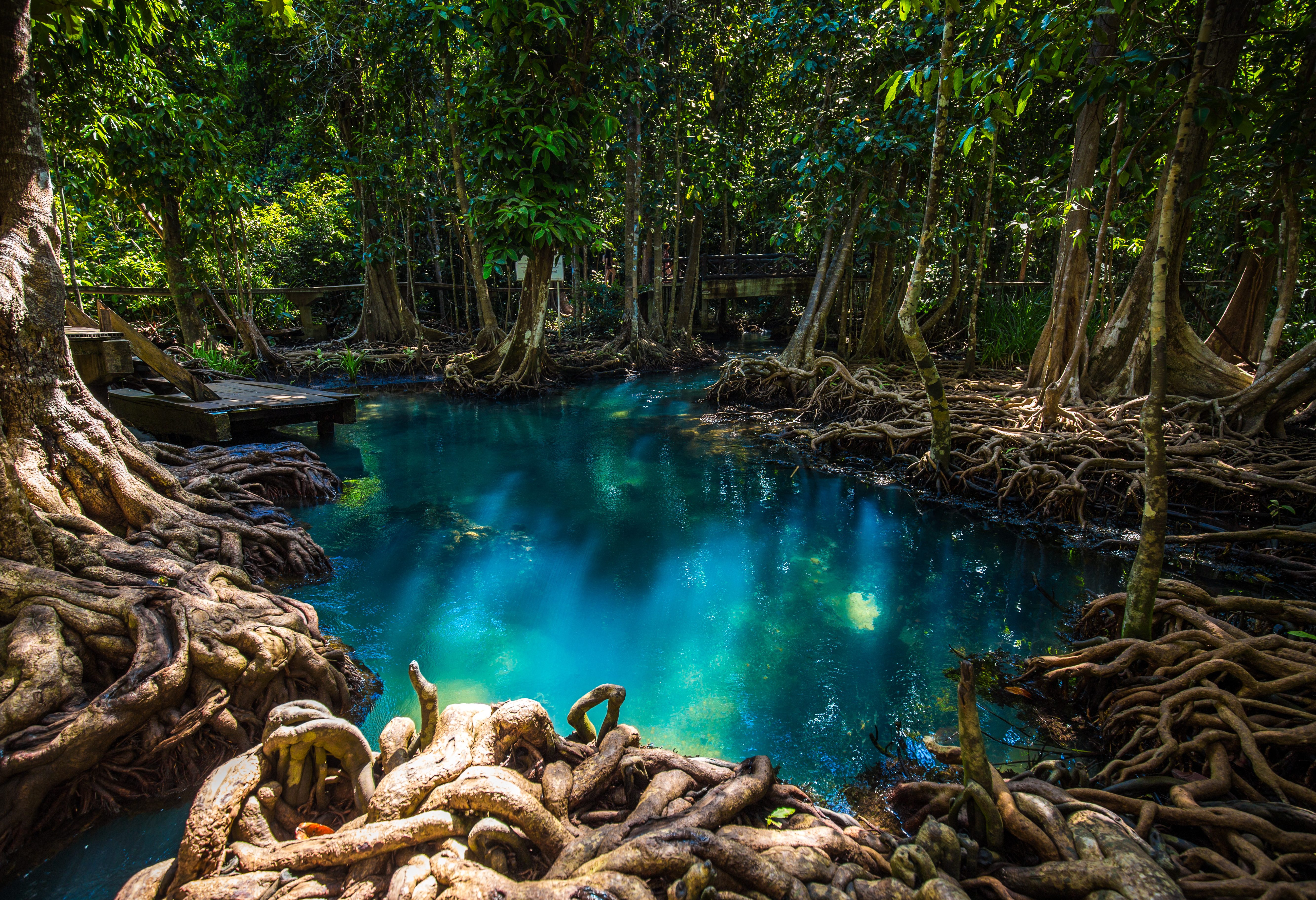 Mangrovebossen in Krabi in Thailand