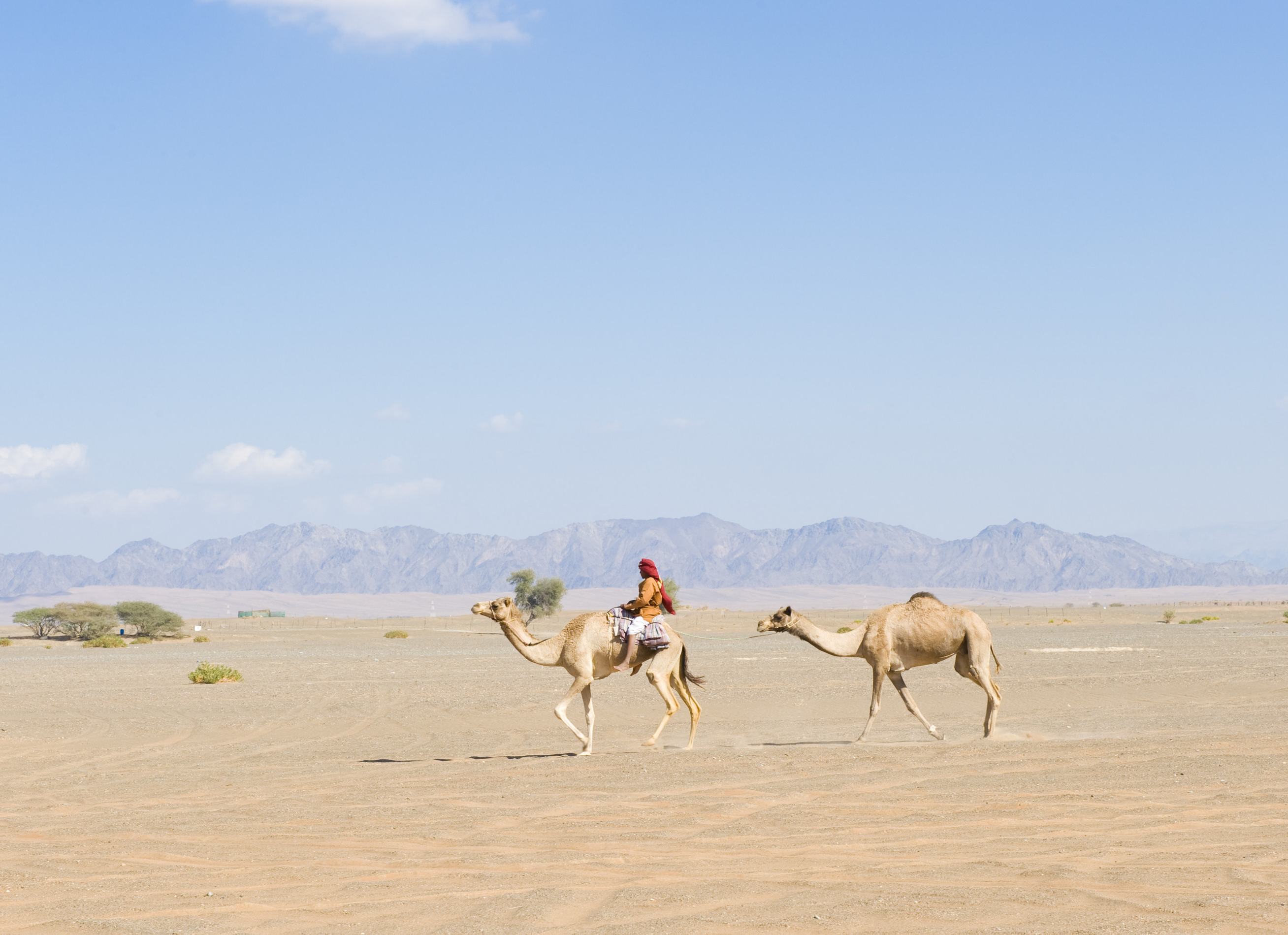 Bedoeine op een kameel in de Wahiba Sands woestijn in Oman