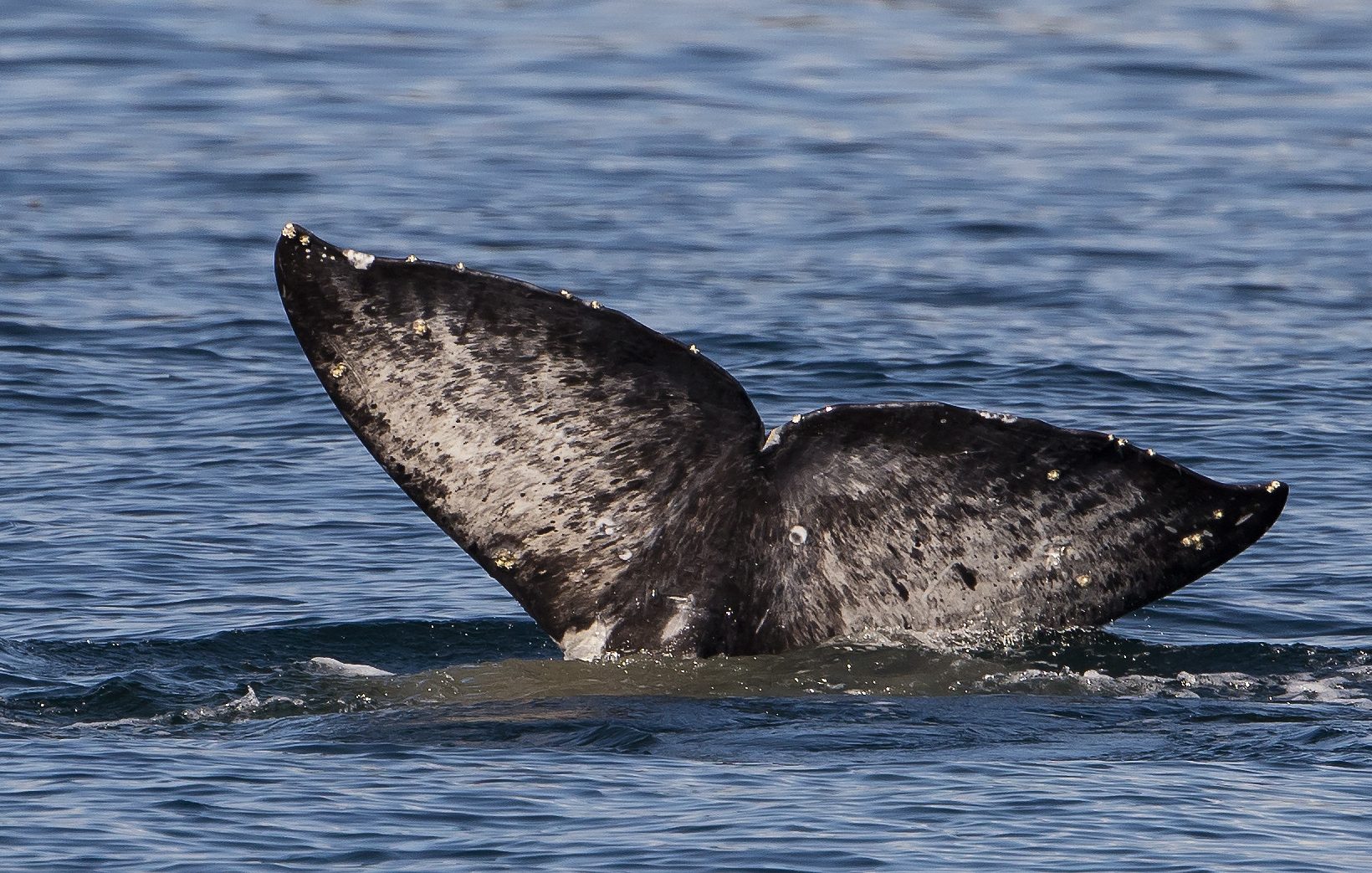 Walvissen spotten in Tadoussac, Canada