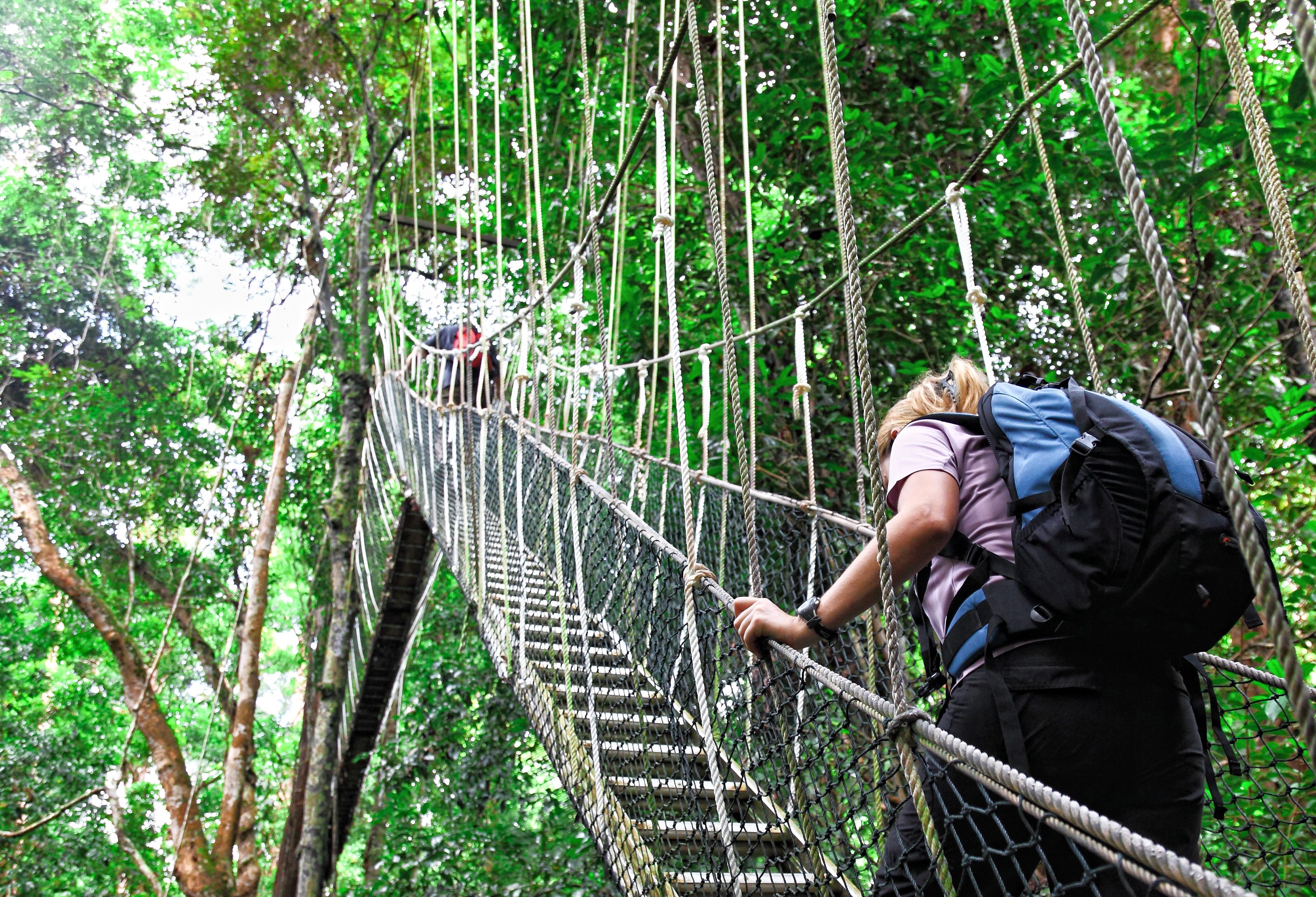 Canopy Walk bij het Taman Negara nationale park in West-Maleisië