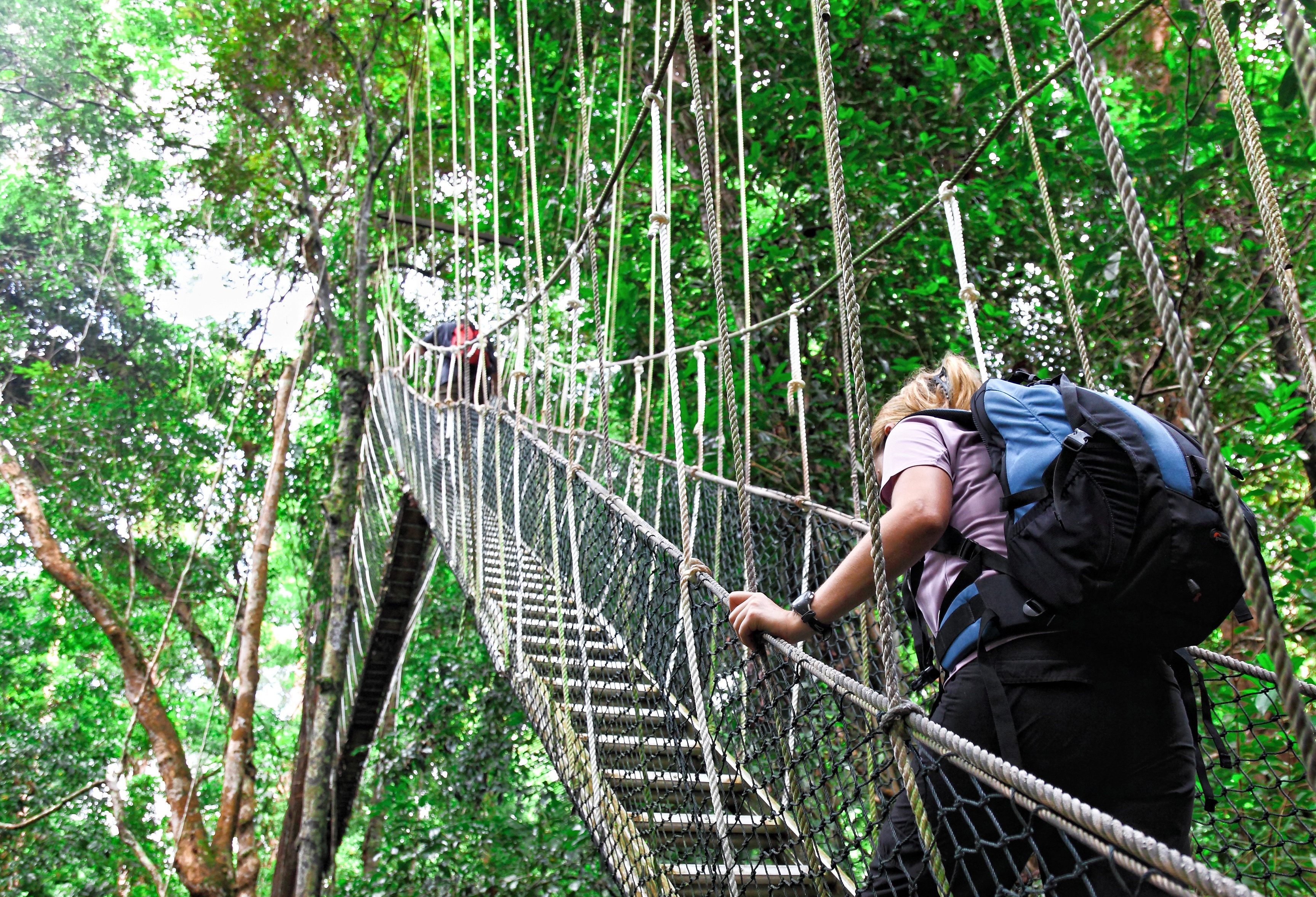 Canopy Walk bij Taman Negara in West-Maleisië