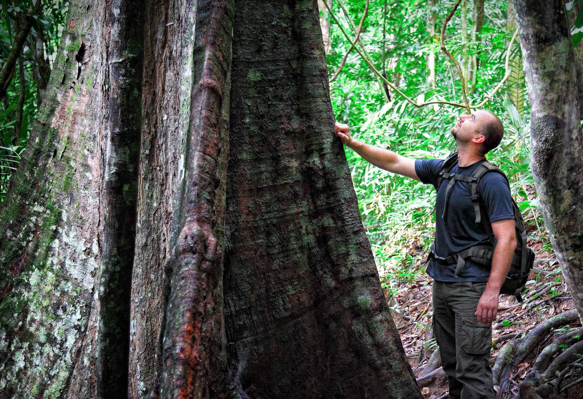Taman Negara jungle van West-Maleisië