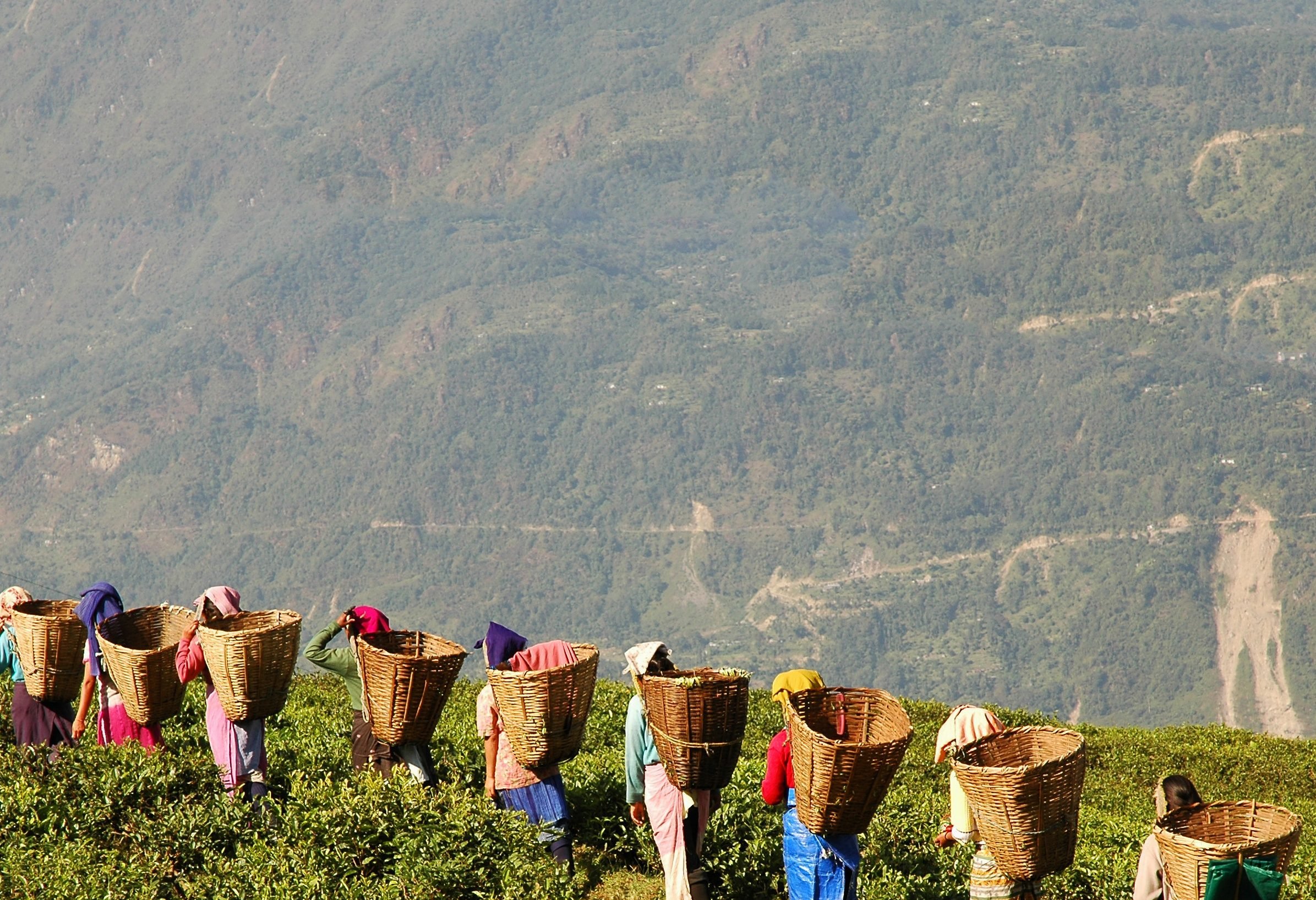 Theeplukkers in the Cameron Highlands in West-Maleisië