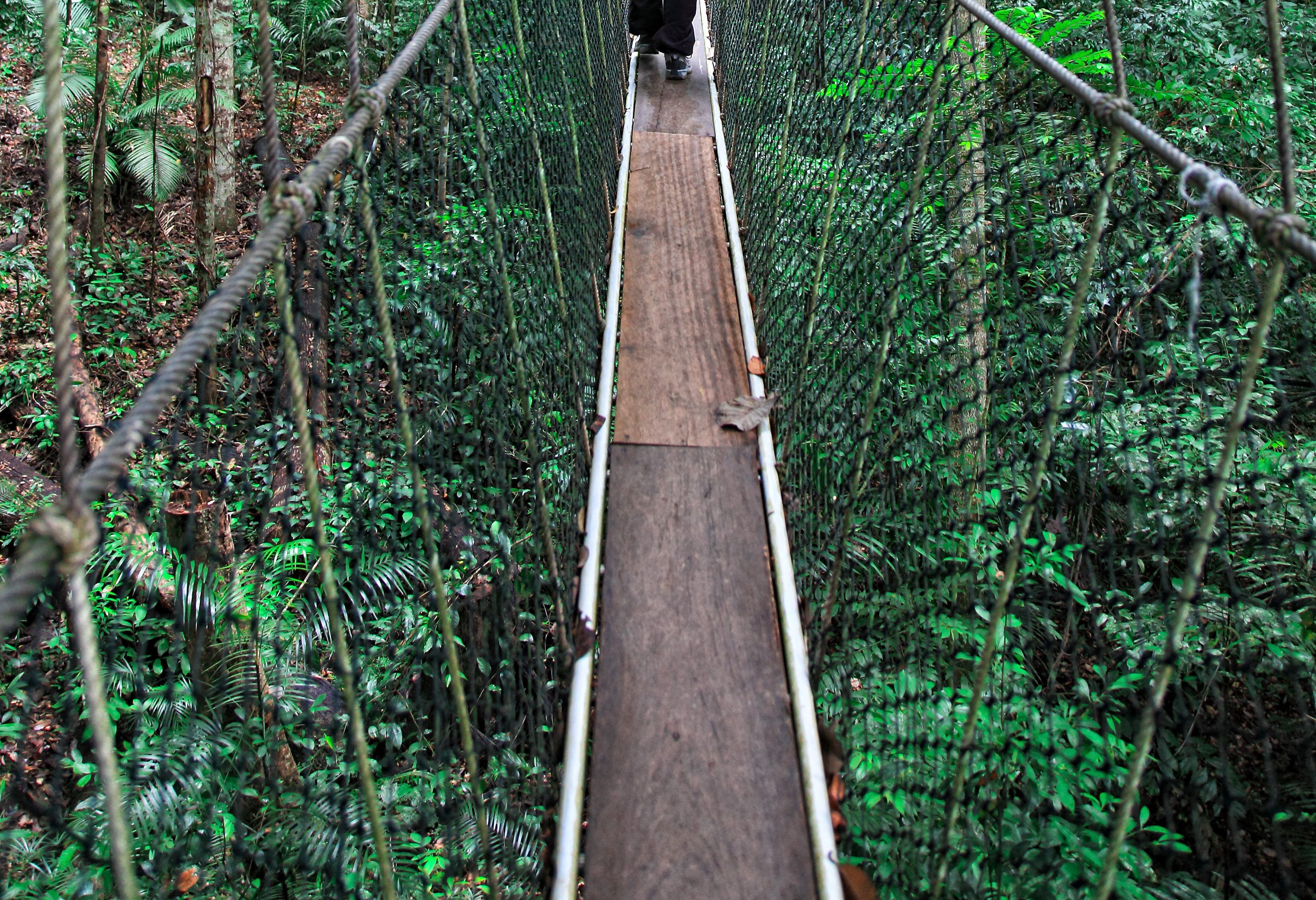 Canopy walk Taman Negara in West-Maleisië